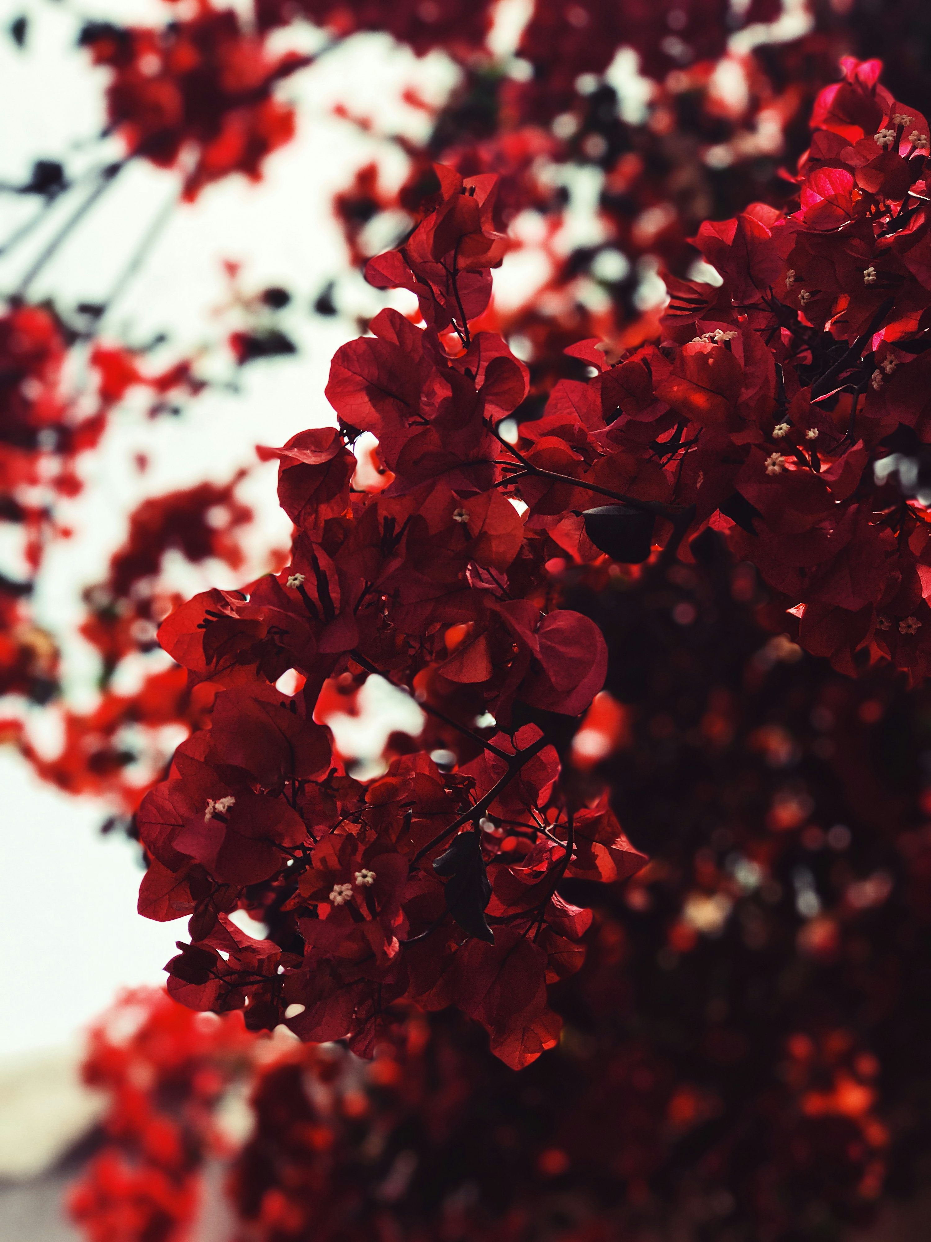 3000x4000 Nature. best free photo