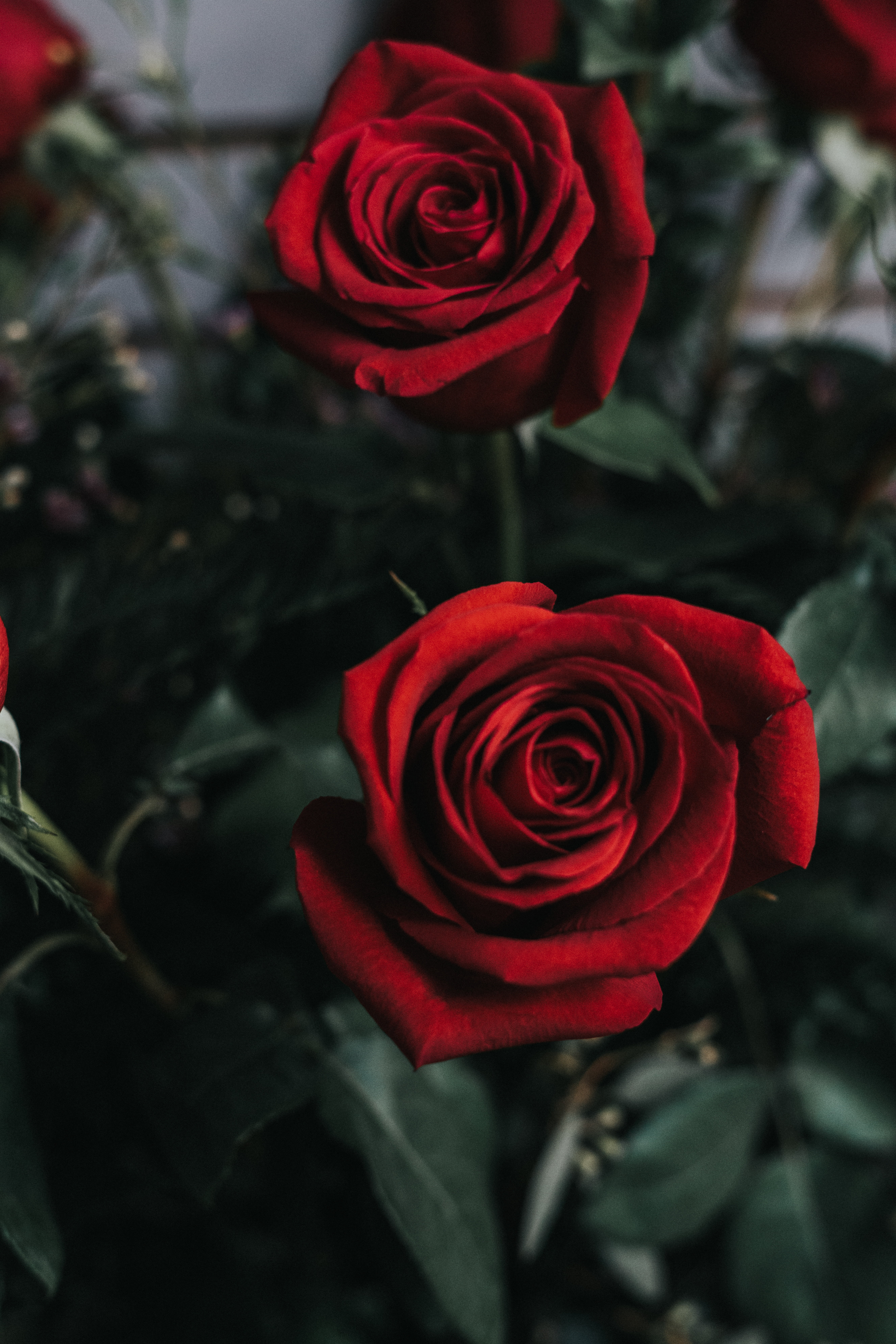 5304x7952 Red rose, Rose, Flower, Bud HD wallpaper