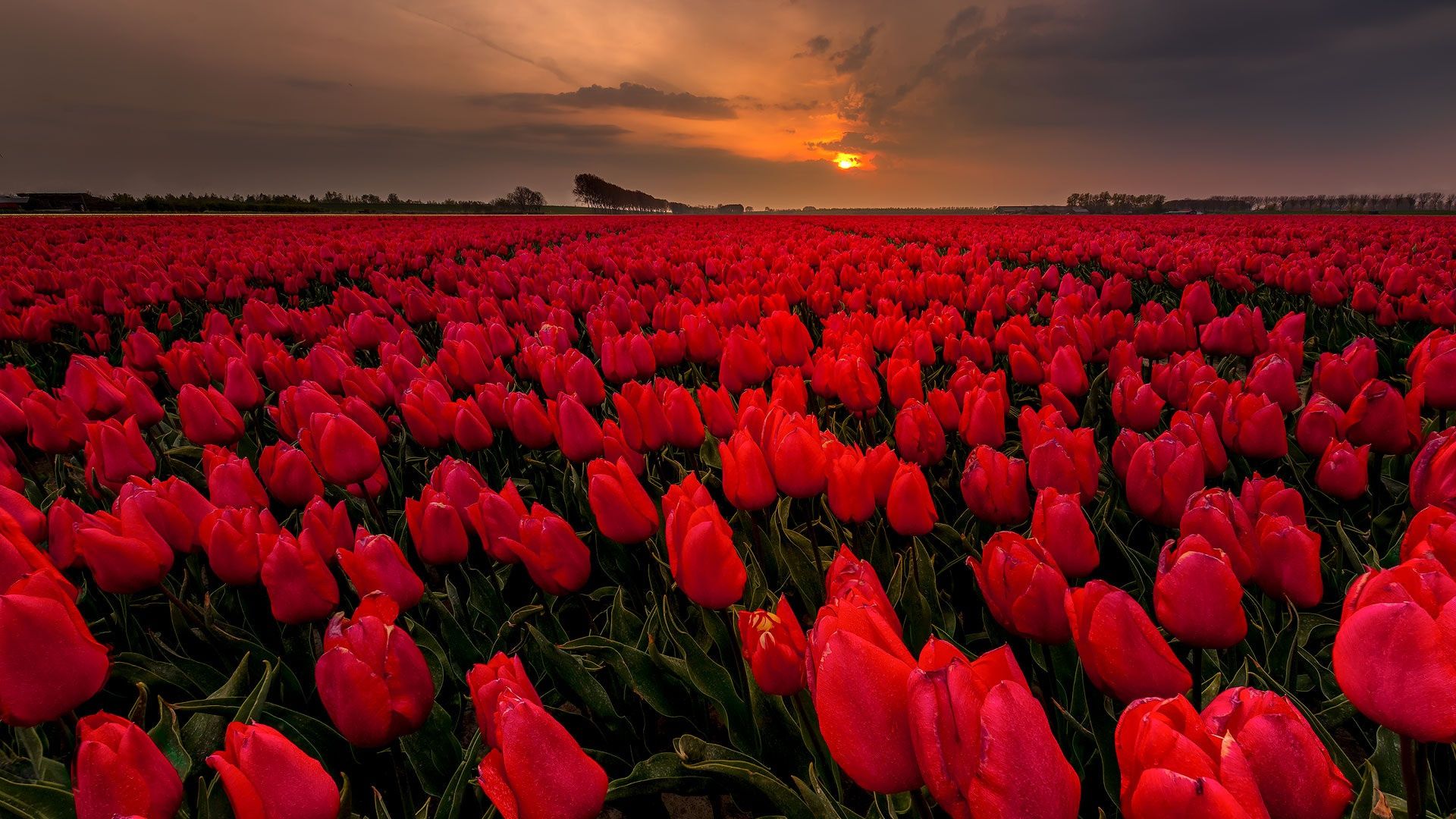 1920x1080 Summer Crimson Tulip Field