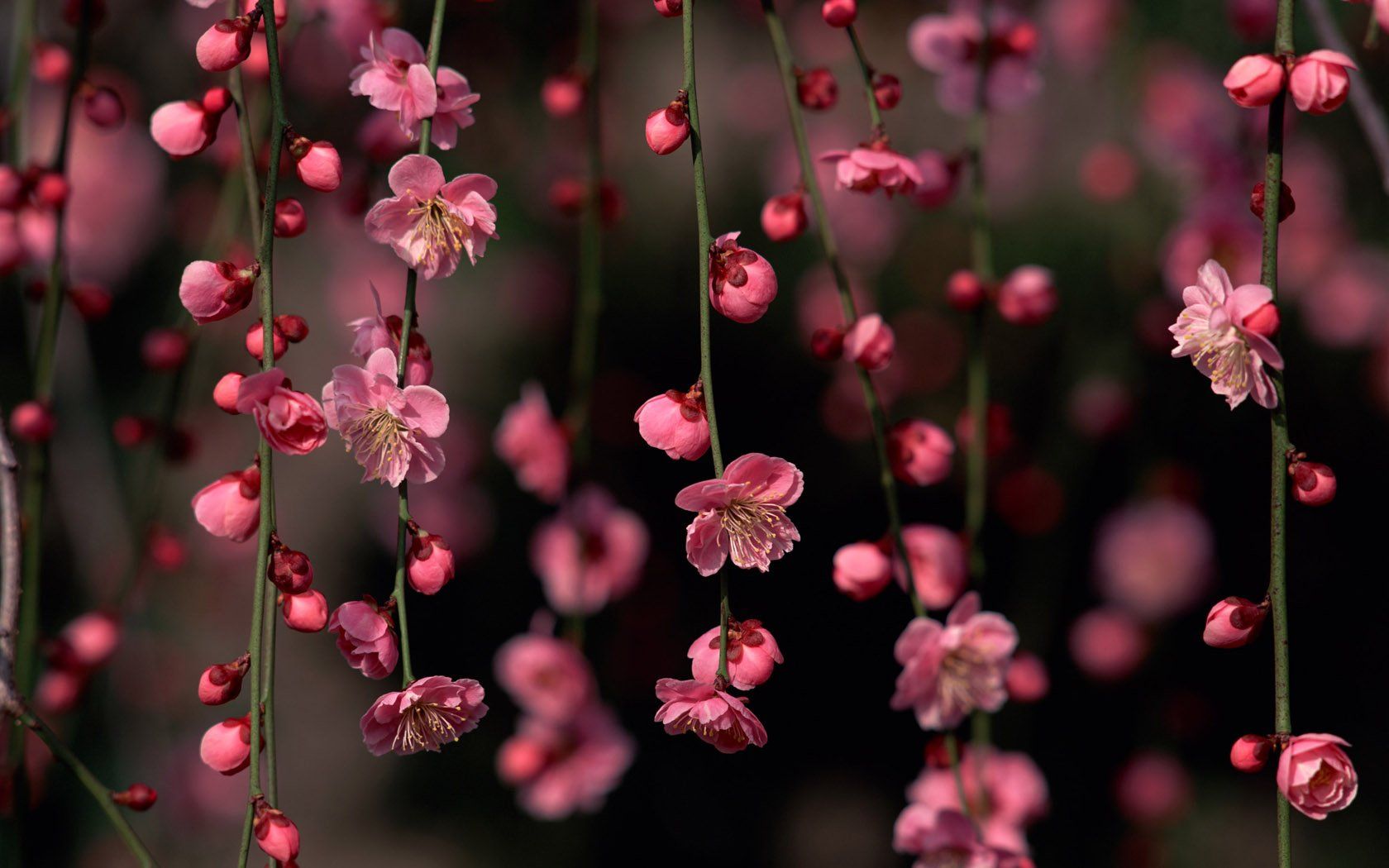 1680x1050 flower, Beautiful, Nature, Plant, Flowers, Red, Yellow, White, Pink, Colors Wallpaper HD / Desktop and Mobile Background