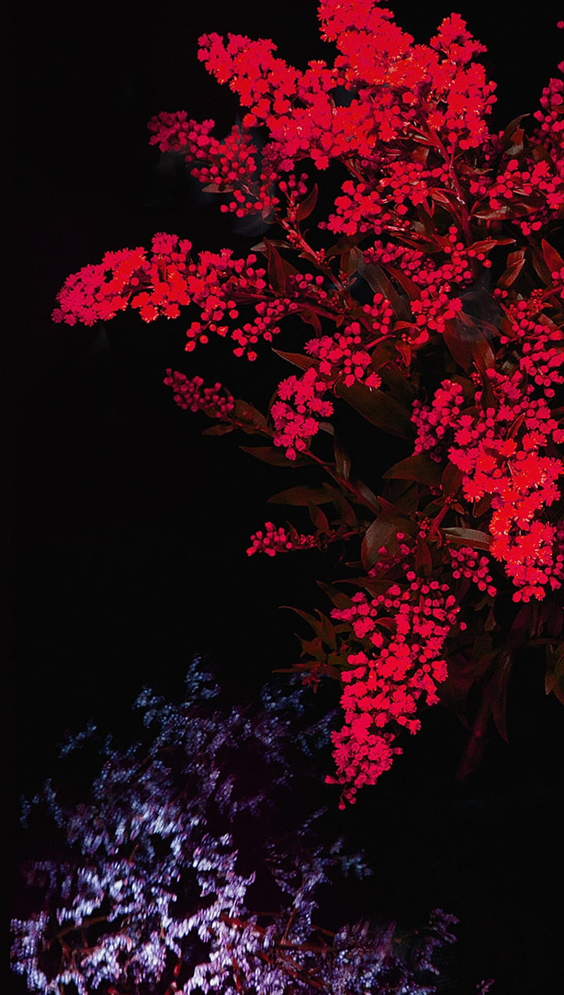800x1410 Apple Red Flower, dark, HD phone wallpaper