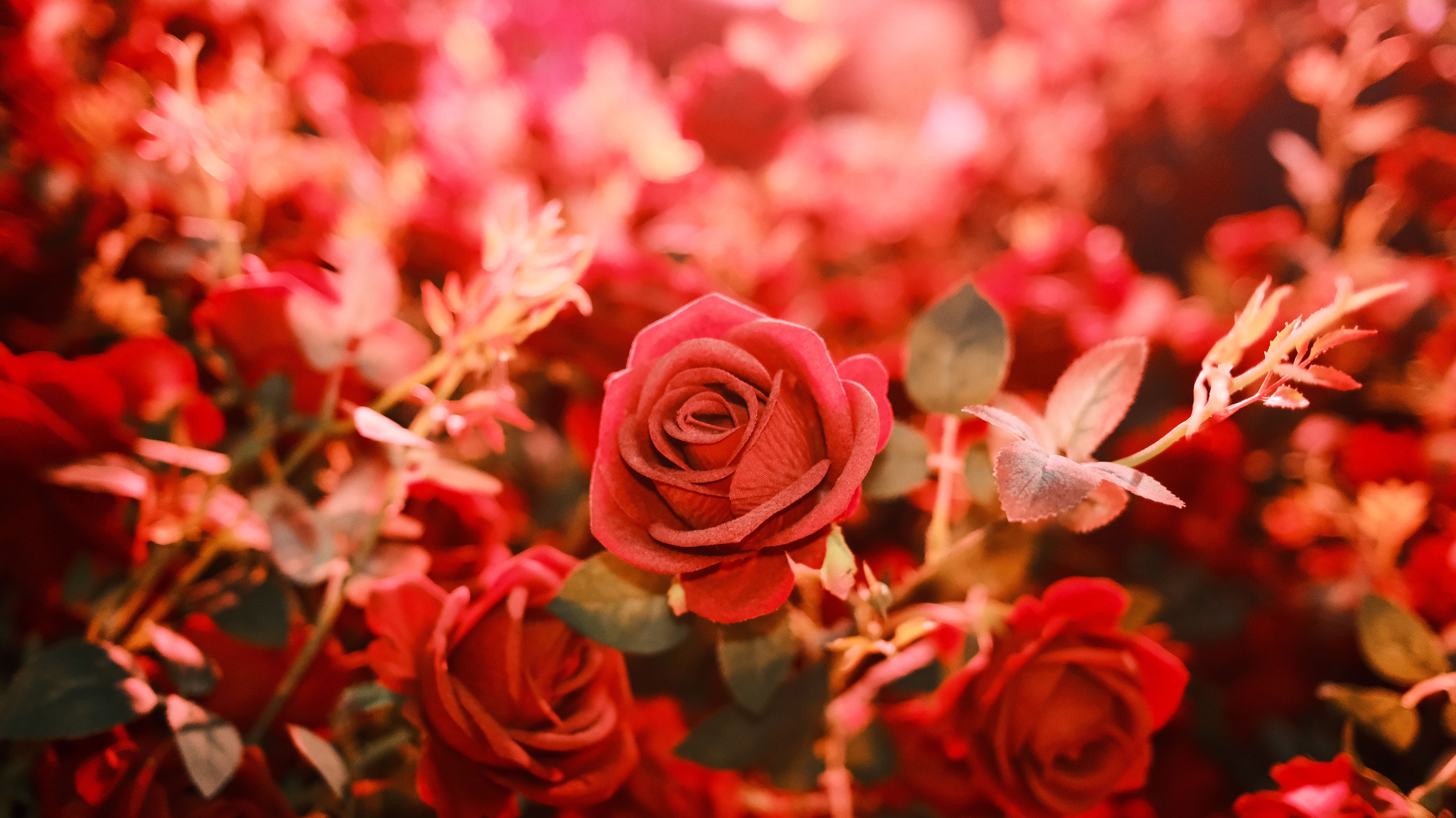 7728x4344 Vibrant Red Roses in a Sunlit Garden · Free