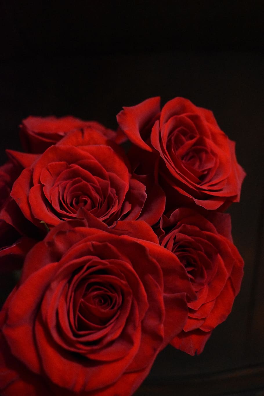 910x1365 HD wallpaper: rose, red, petals, flower, flowering plant, beauty in nature