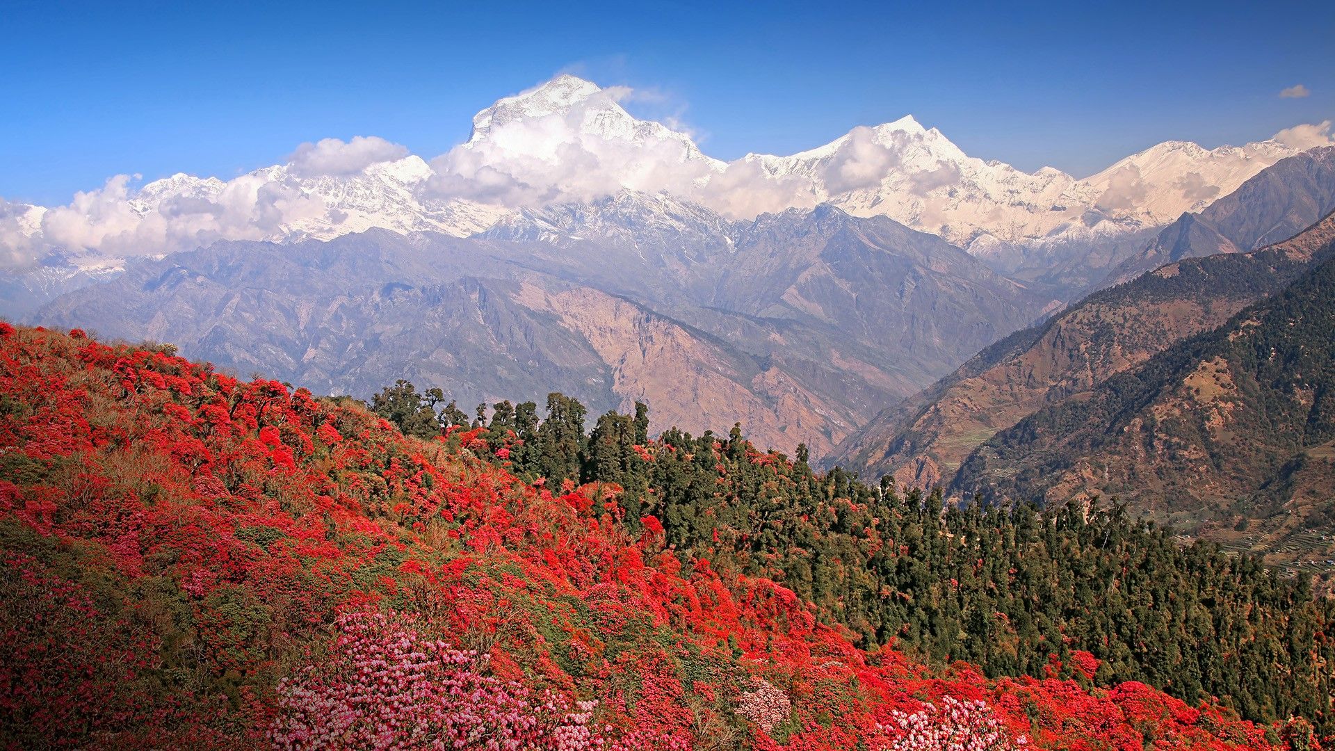 1920x1080 Dhaulagiri peak with spring blossoming rhododendron forest, Himalayas, Nepal. Windows Spotlight Image