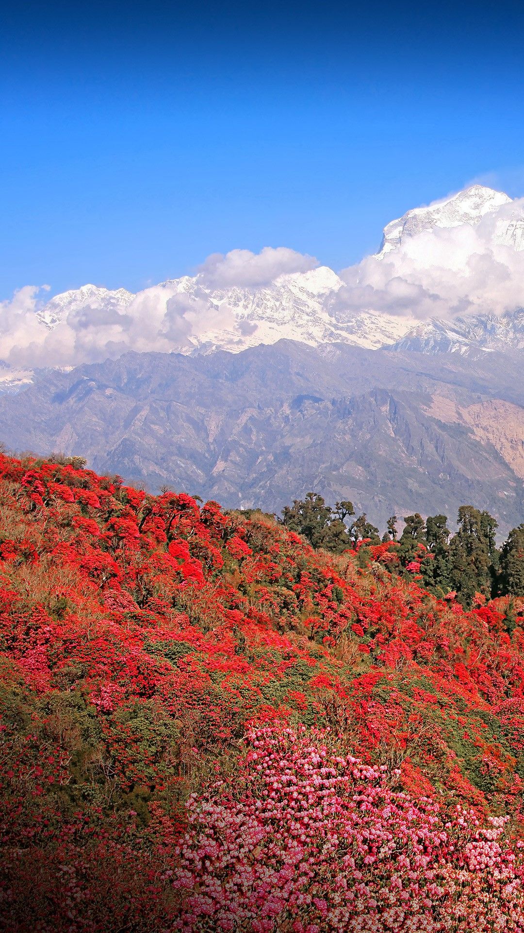 1080x1920 Dhaulagiri peak with spring blossoming rhododendron forest, Himalayas, Nepal. Windows Spotlight Image