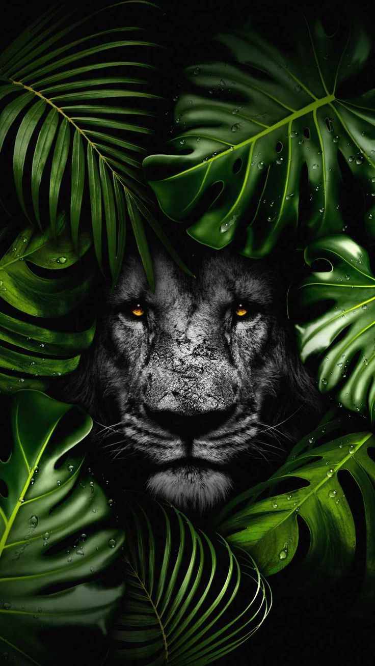 736x1308 iPhone Wallpaper