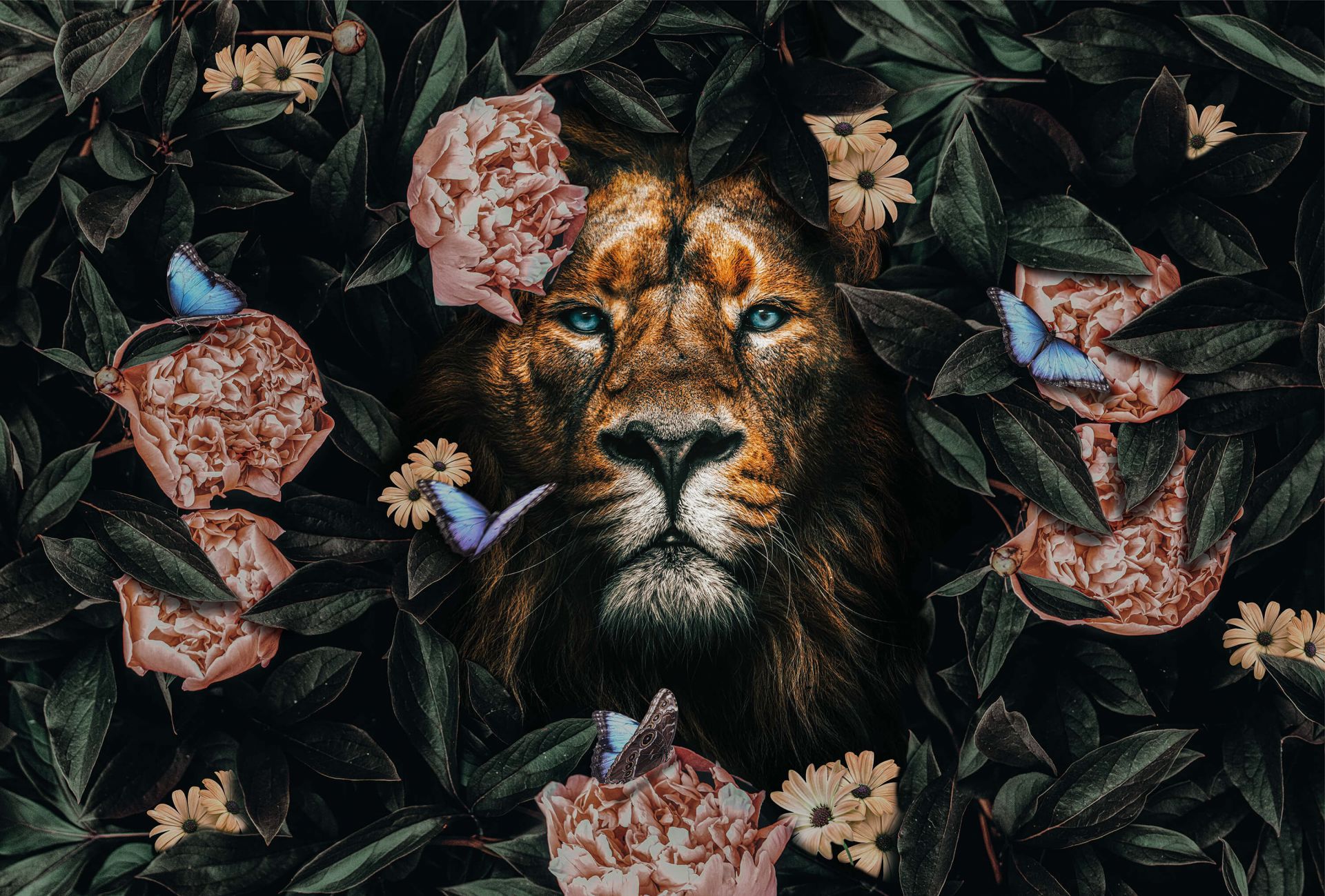 1920x1299 Jungle Lion