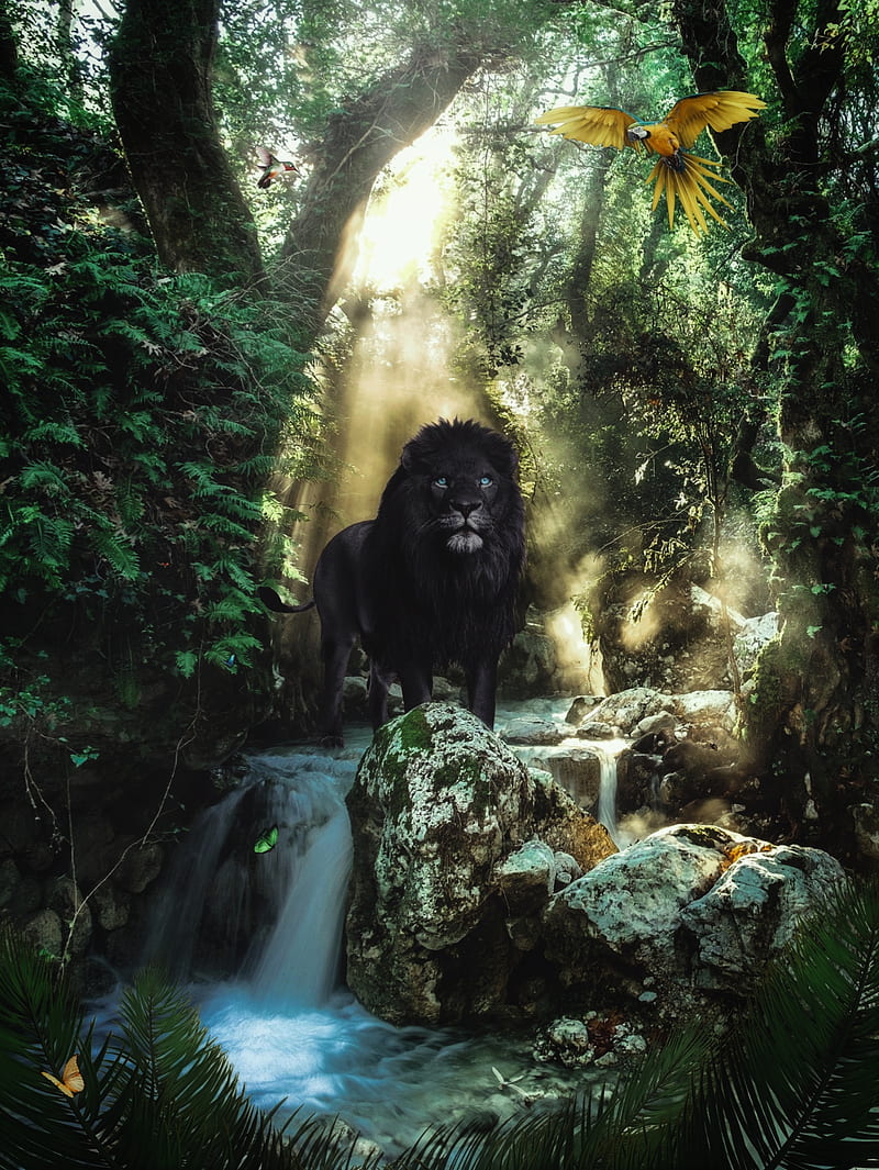 800x1065 The black Lion Jungle, animal, animals, black lion, forest, jungle, king, lion, HD phone wallpaper