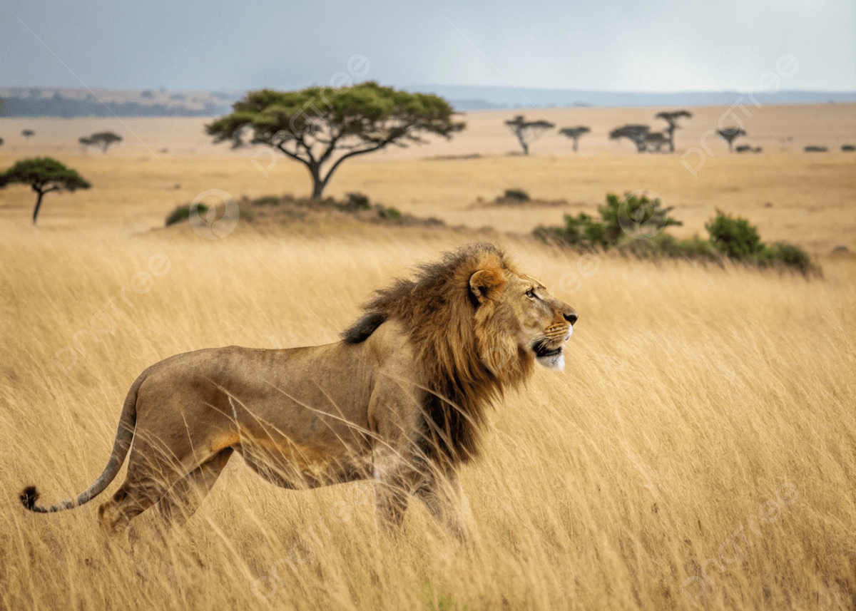 1200x857 Powerful And Majestic The Lion Reigns Over Savannah, African Lion, King Of The Jungle, Big Cats Background Image And Wallpaper for Free Download