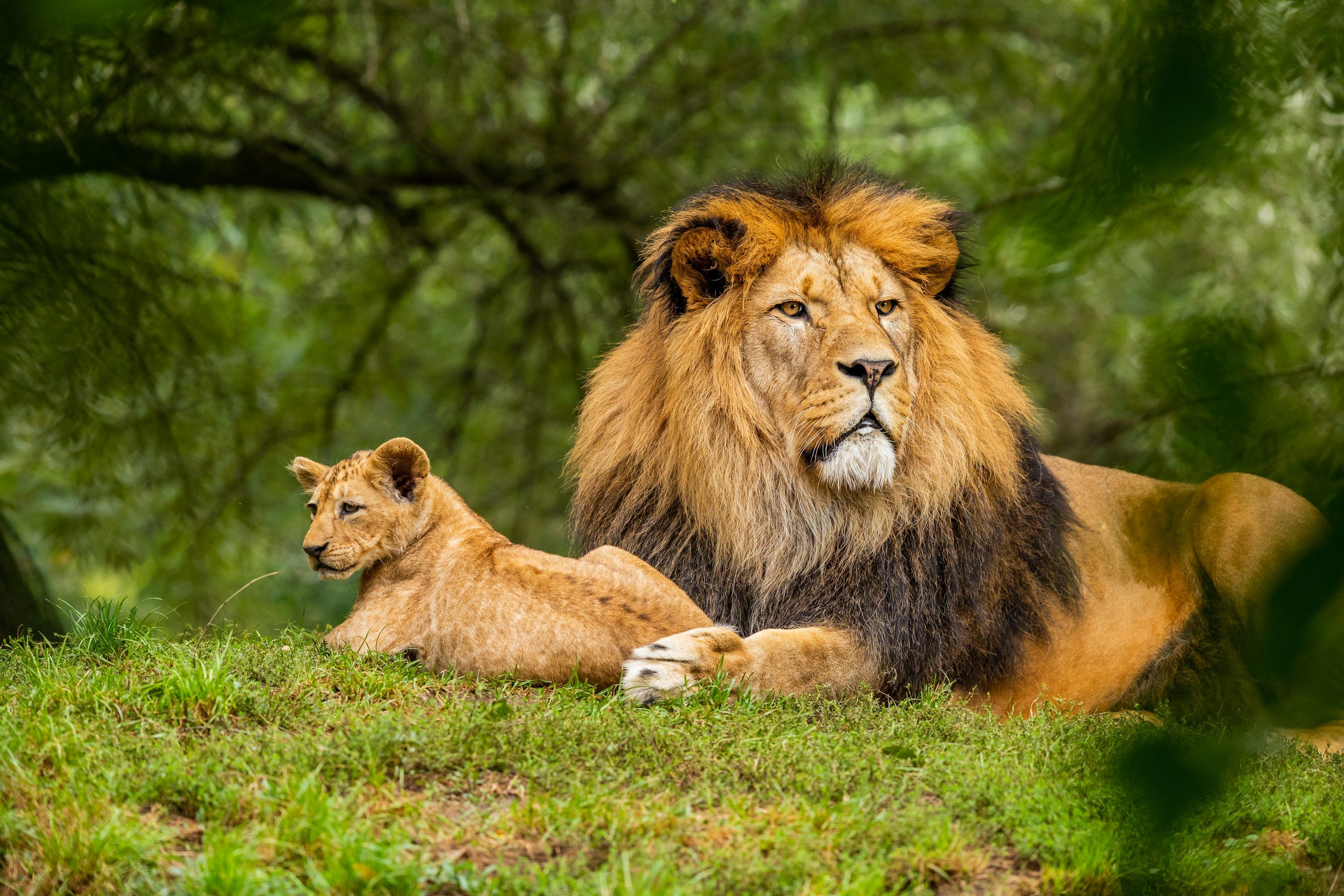 3000x2000 African Lion Image Download. Download Free Picture
