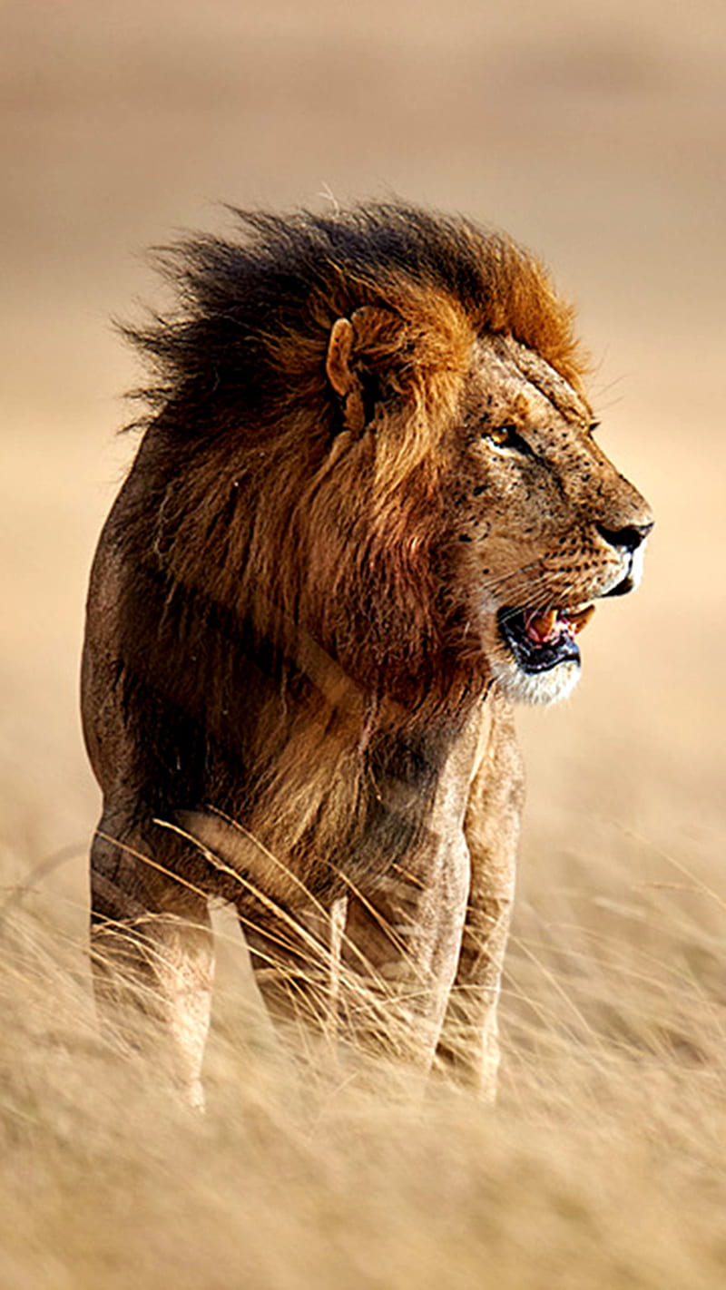 800x1422 Wild Lion, wild lion, jungle, forest, animal, HD phone wallpaper