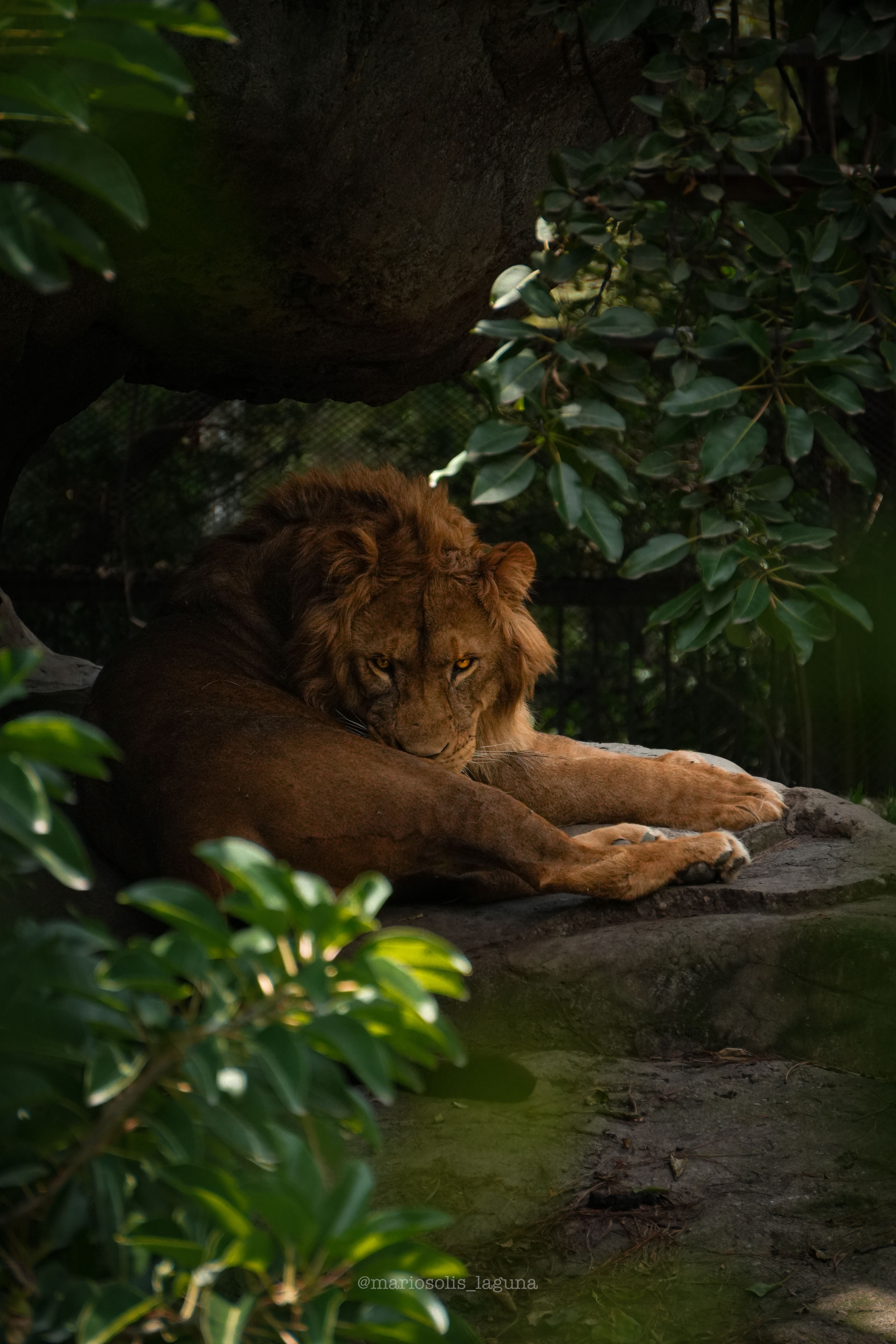 4128x6192 King Of The Jungle Photo, Download The BEST Free King Of The Jungle & HD Image