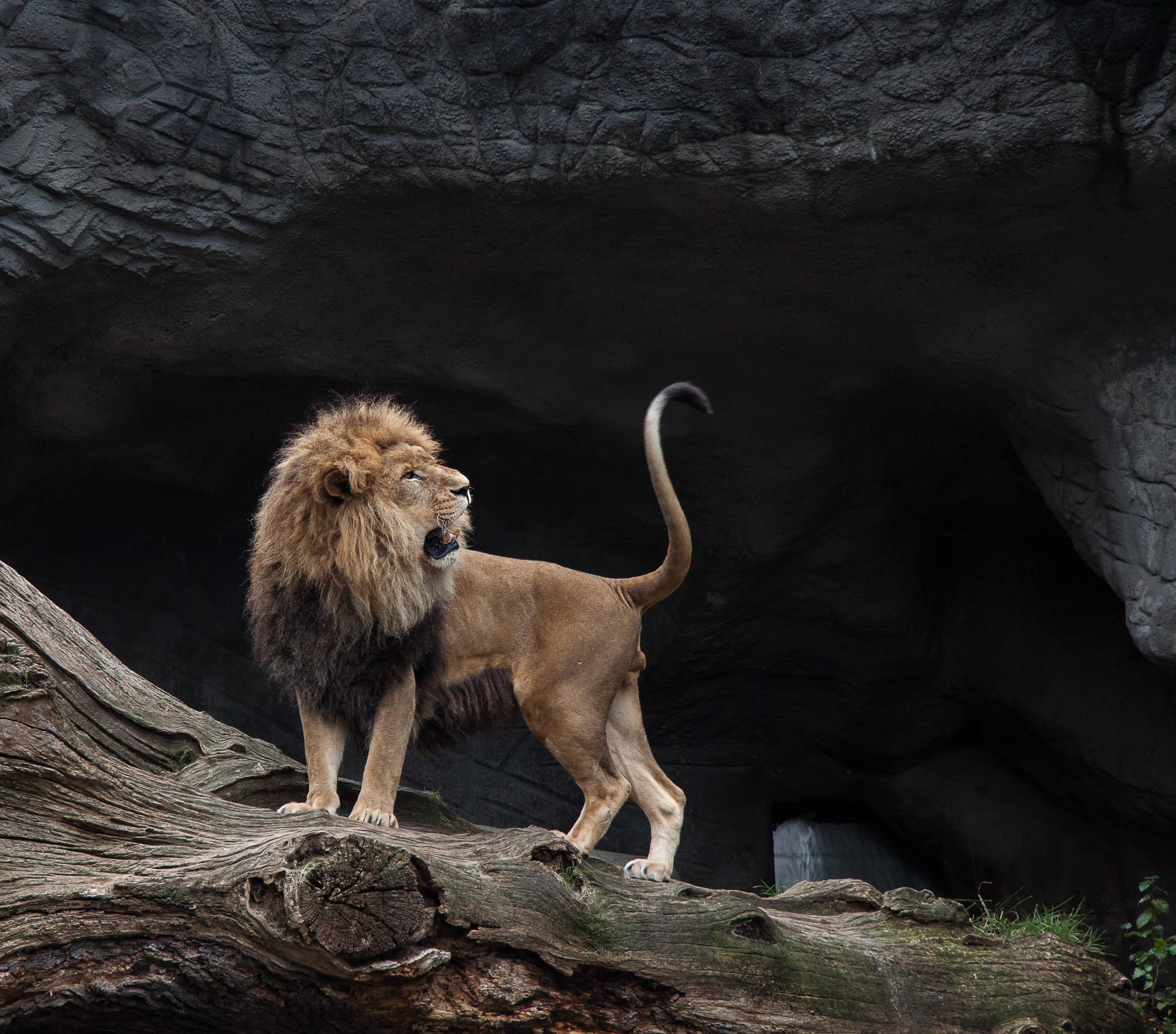 3604x3168 Download The Majestic King of the Jungle Wallpaper