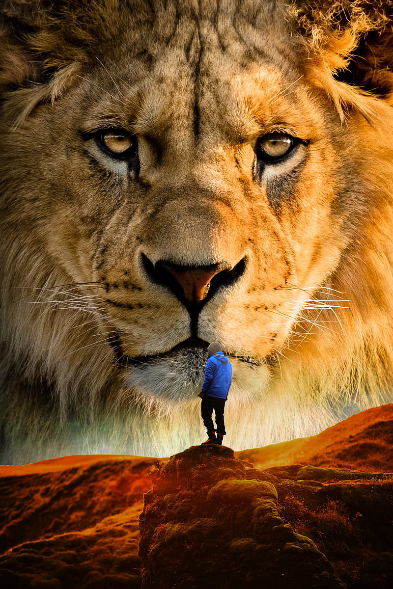 800x1200 Lion king, Amazing, animal, cat, forest, giant, jungle, nature, graphy, HD phone wallpaper