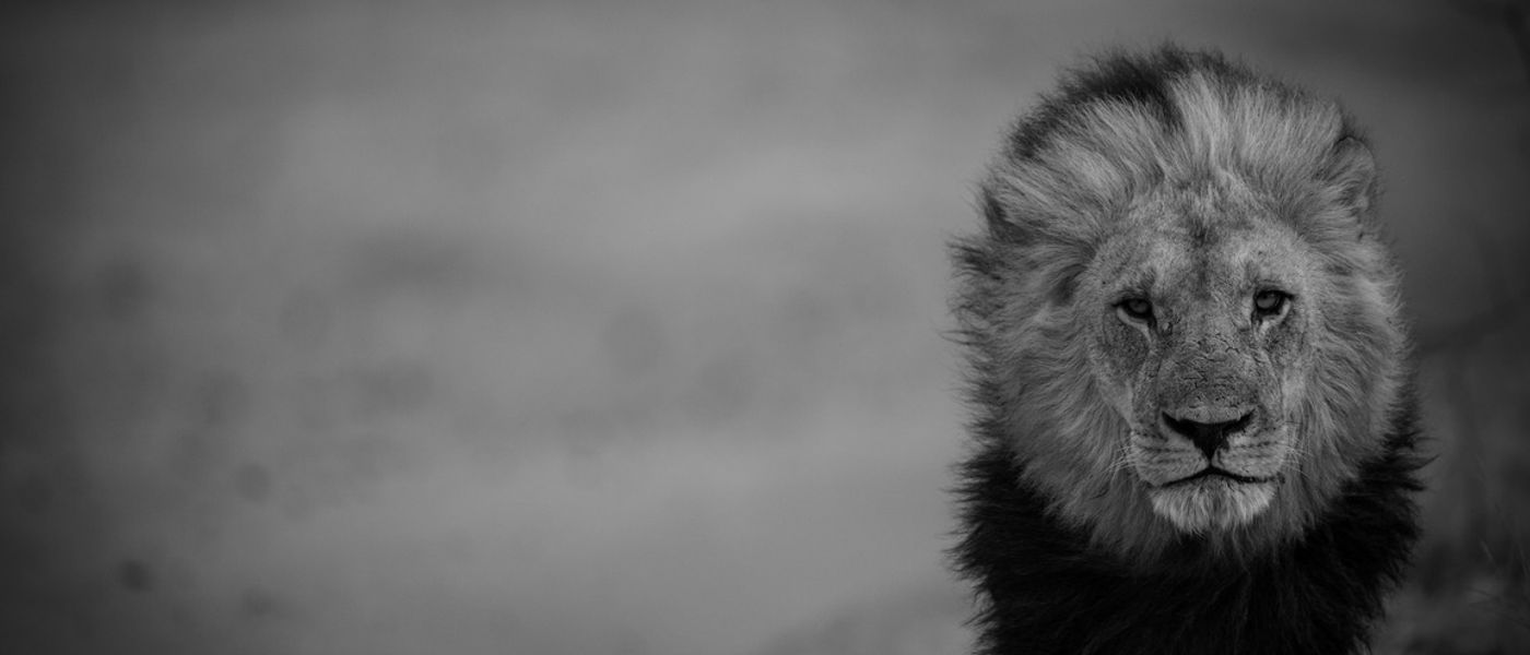 1400x600 Epic Photo of the King of the Jungle