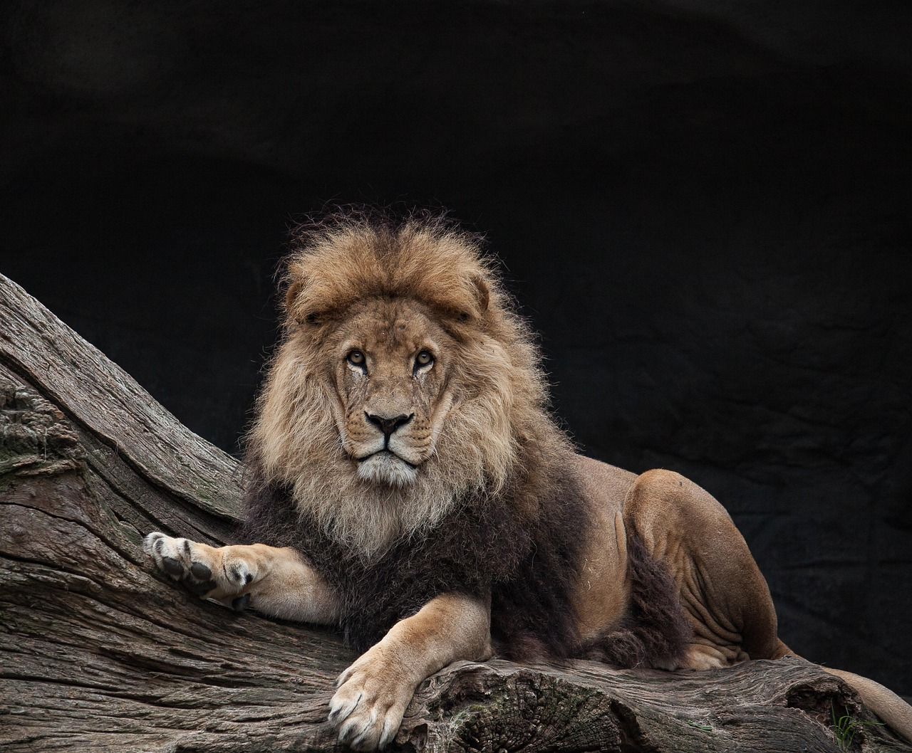 1280x1058 Free Lion Jungle & Lion Image