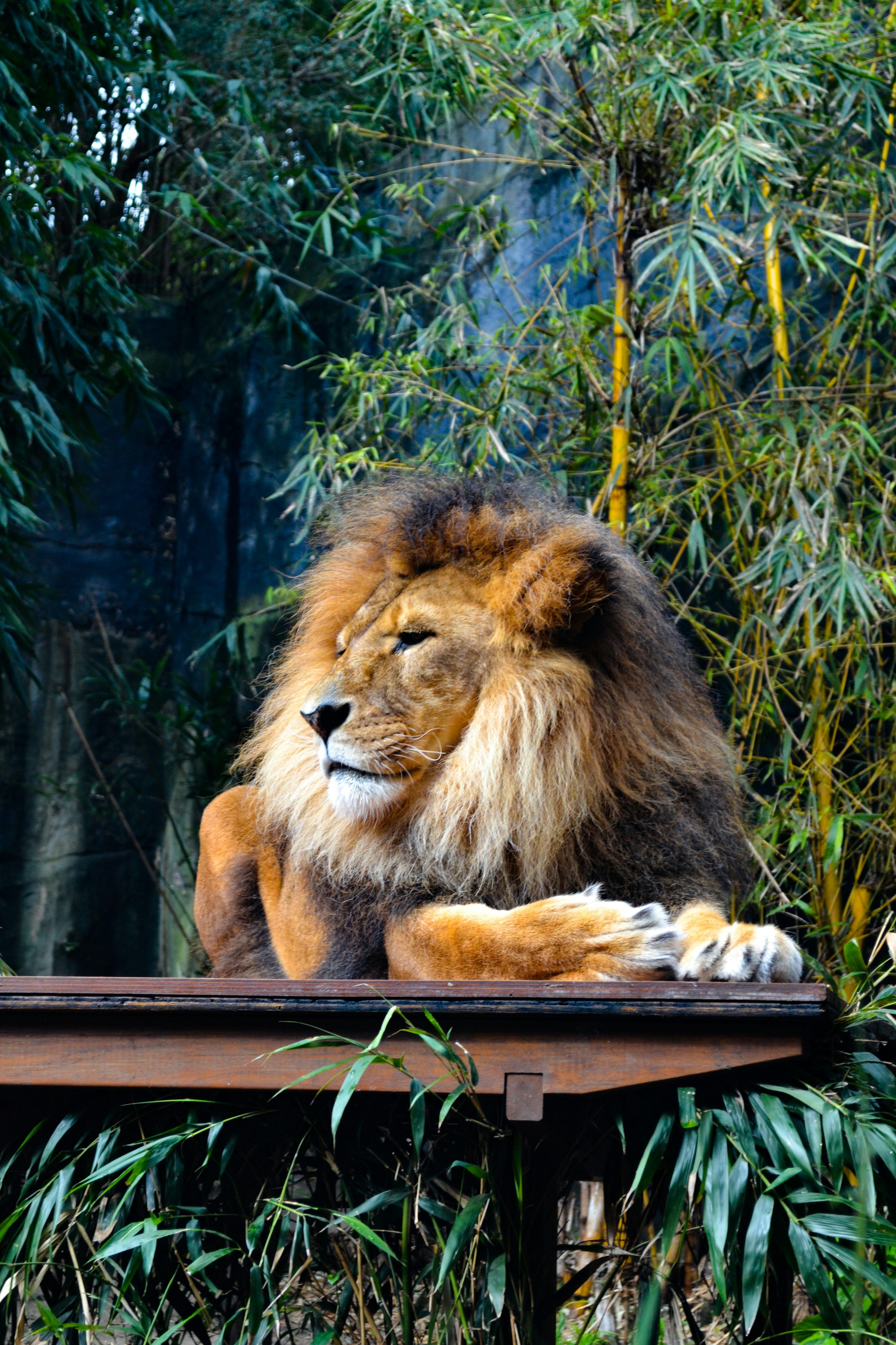 3000x4500 Brown lion