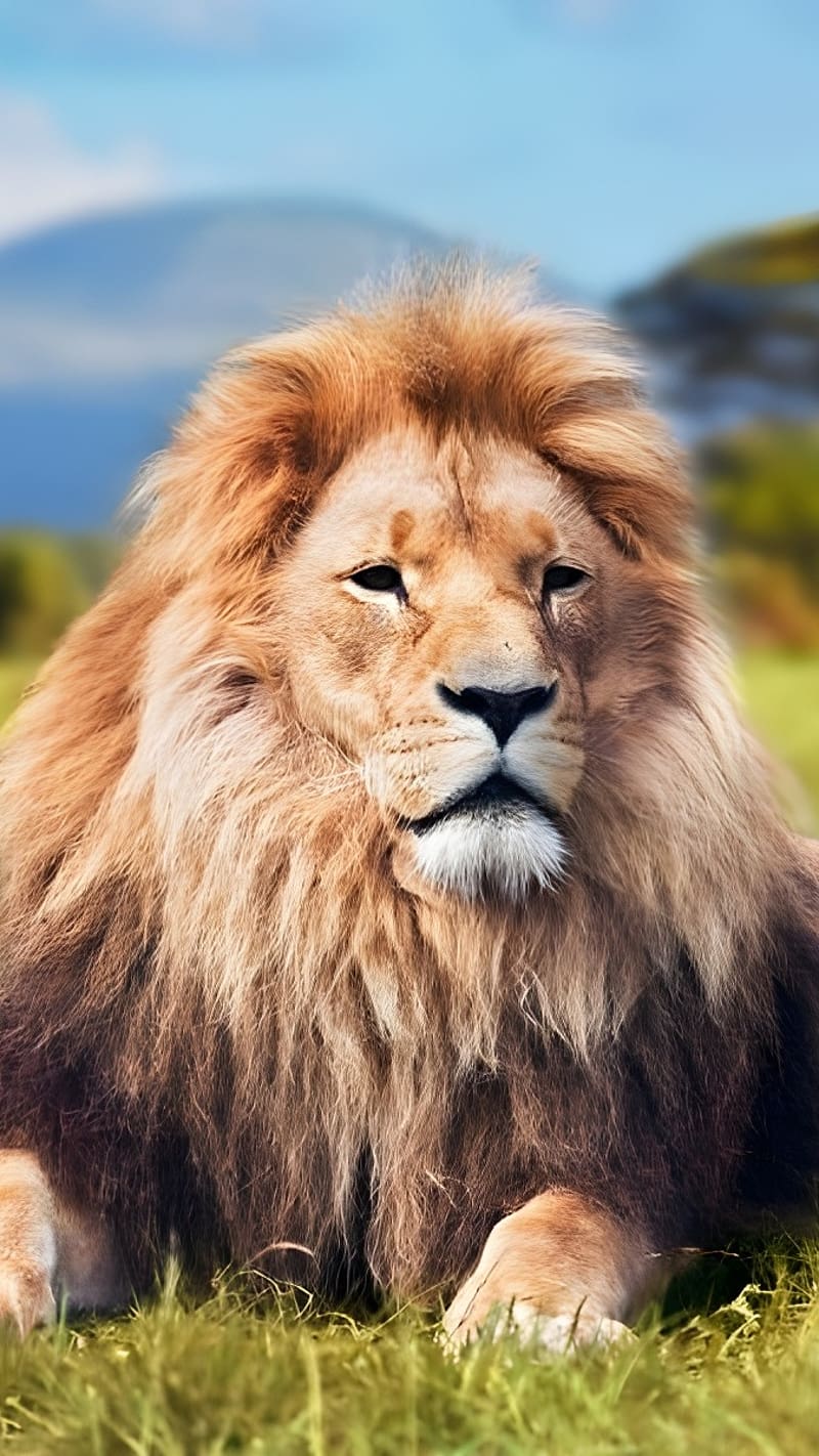 800x1422 Lion, Lion Sitting On Grass, king of the jungle, HD phone wallpaper