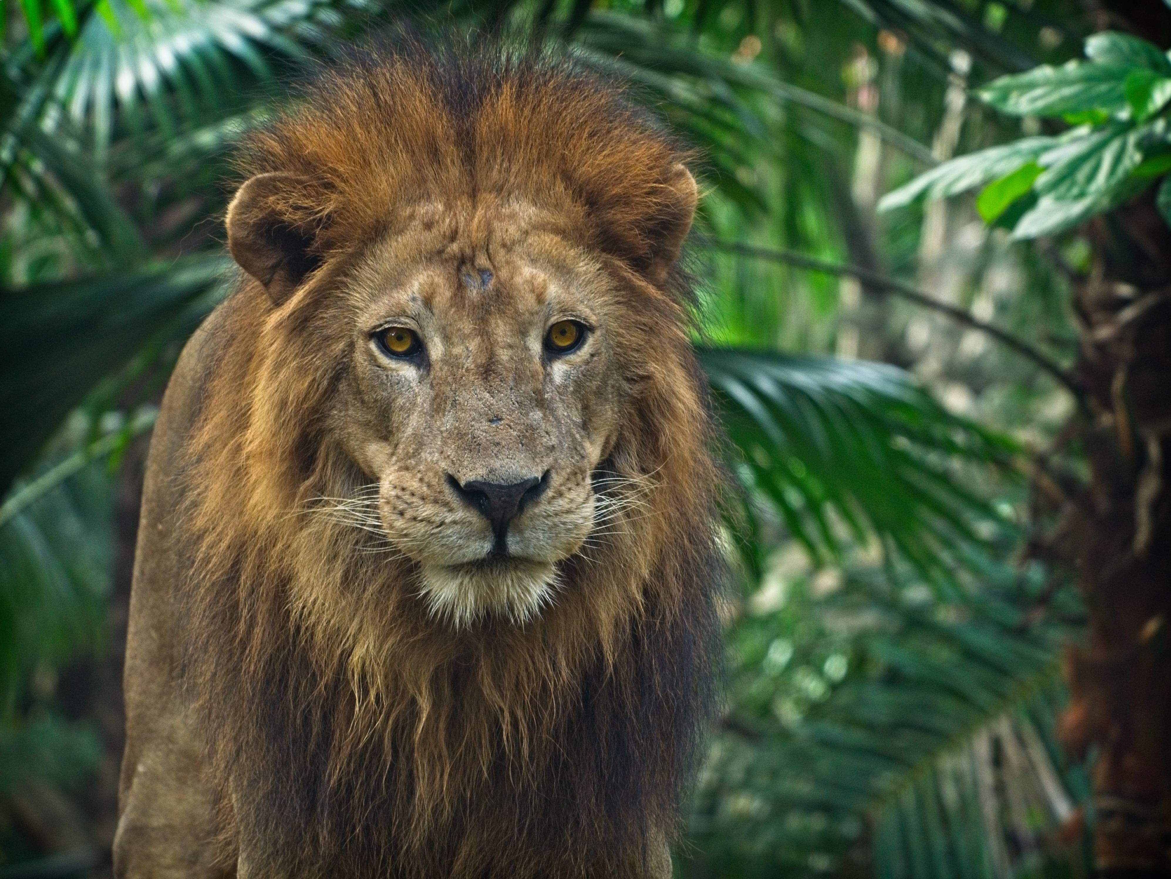 3989x2993 King Of The Jungle Photo, Download The BEST Free King Of The Jungle & HD Image