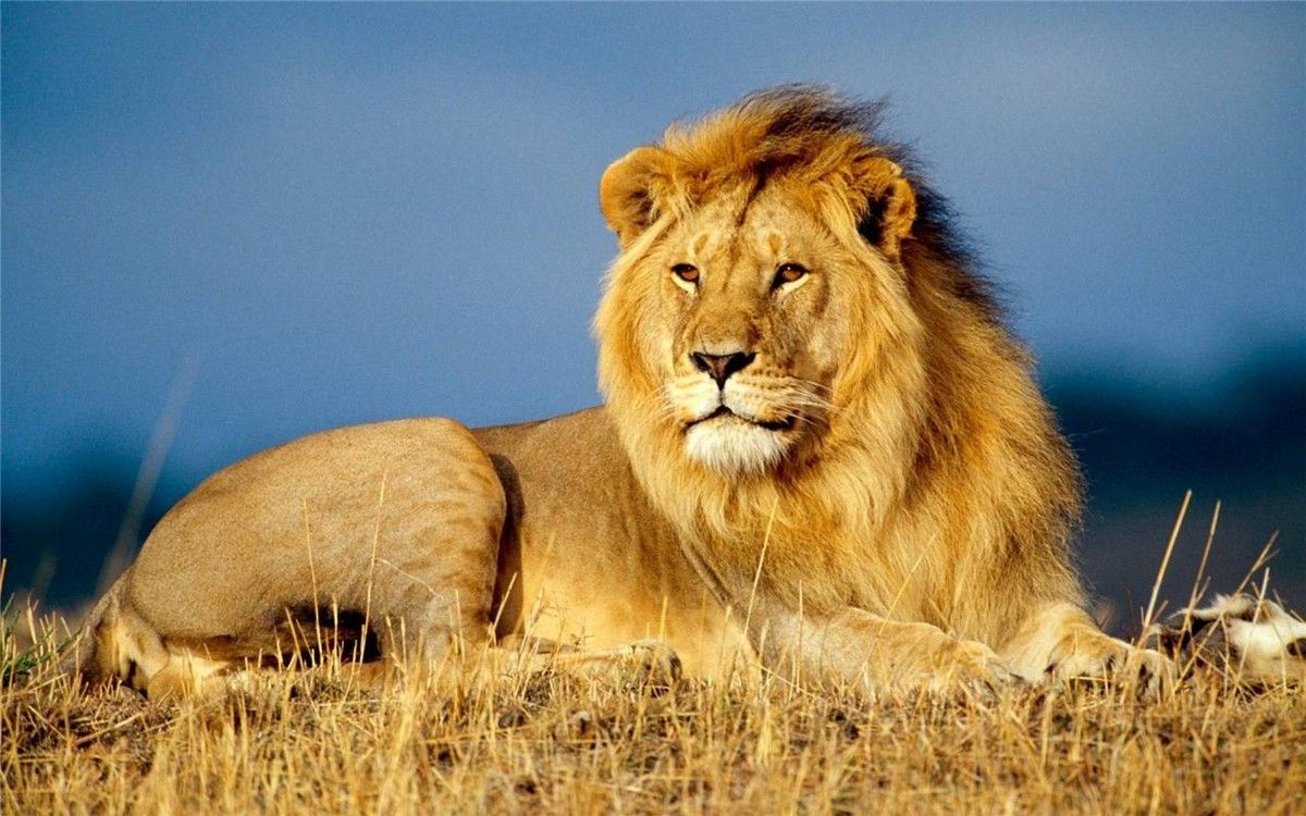 1200x750 BEAUTIFUL LION GLOSSY POSTER PICTURE PHOTO PRINT king of the jungle wild 2082