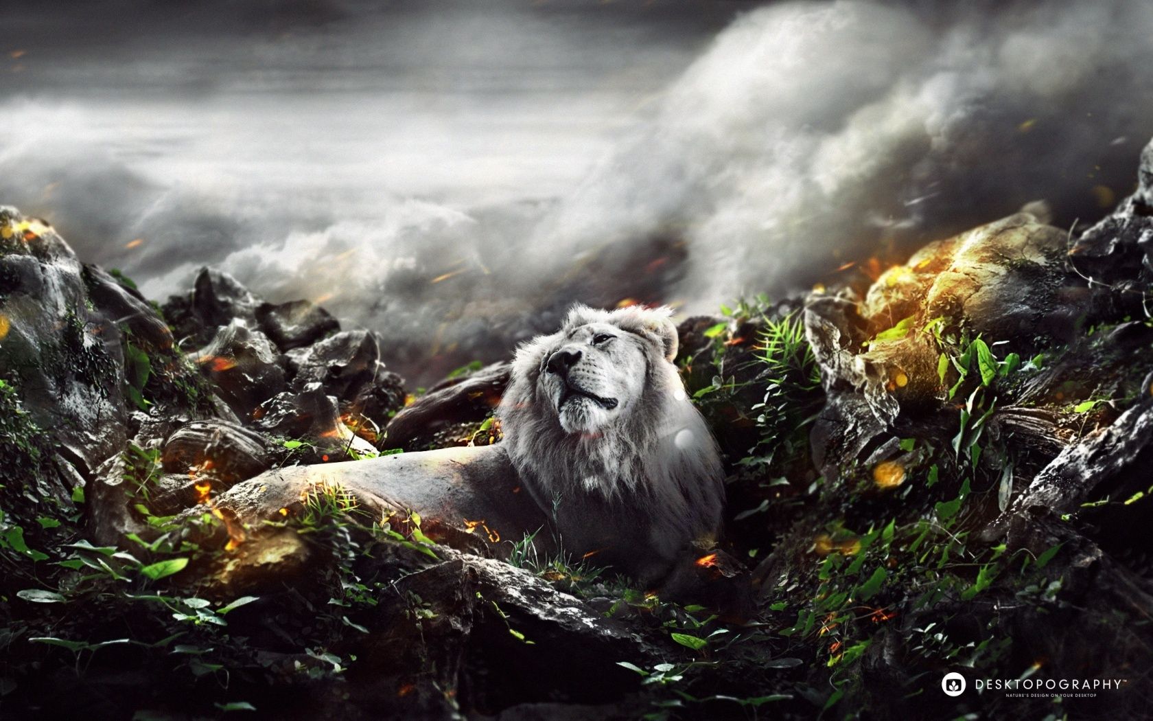 1680x1050 Jungle Lion 4K UHD Wallpaper for UltraHD Desktop and TV : Widescreen and UltraWide Display : Dual Monitor : Smartphone and Tablet Devices