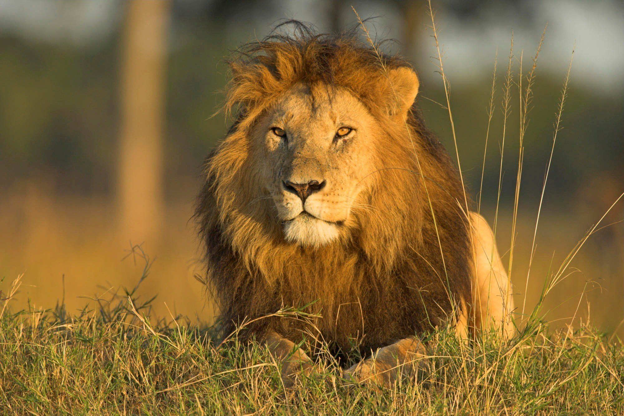 2000x1333 beauty, Cute, Amazing, Animal, Lion, In, Jungle Wallpaper HD / Desktop and Mobile Background