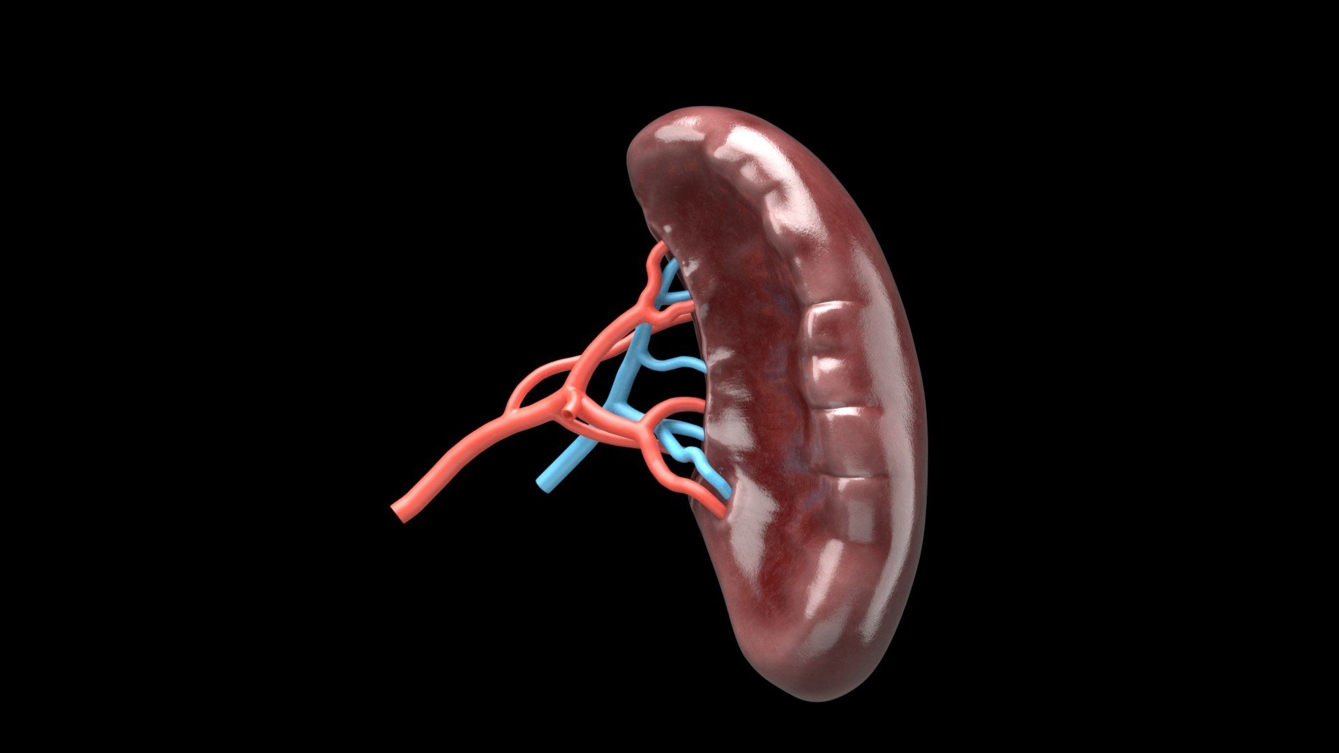 1920x1080 Human Spleen Anatomy Model