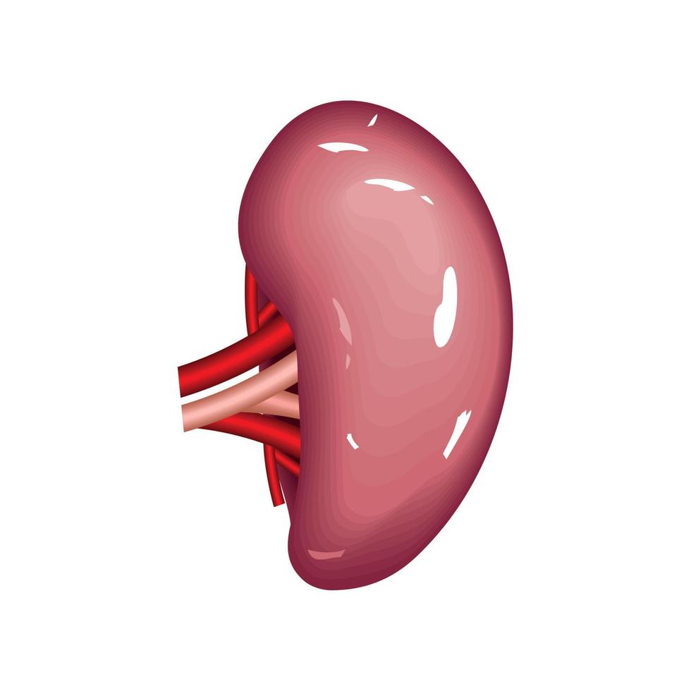 980x980 spleen human organ