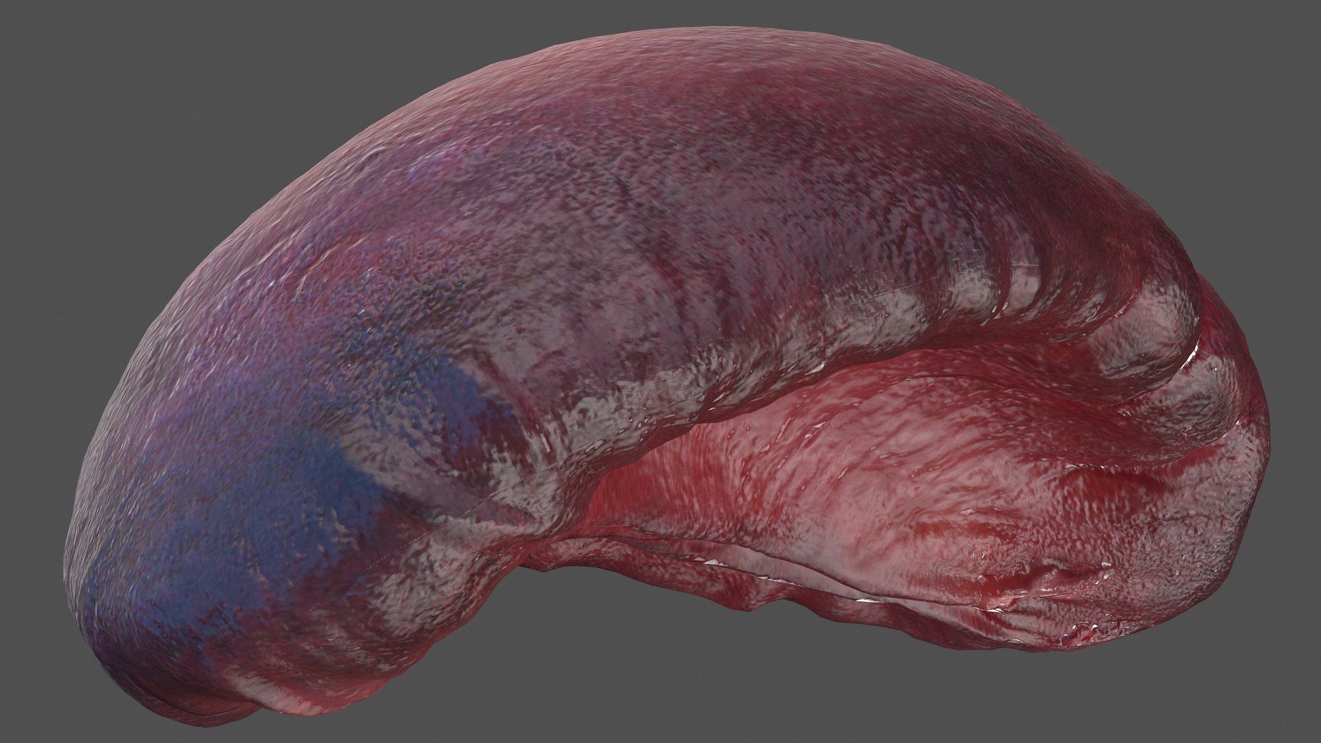 1920x1080 3D Model Human Spleen