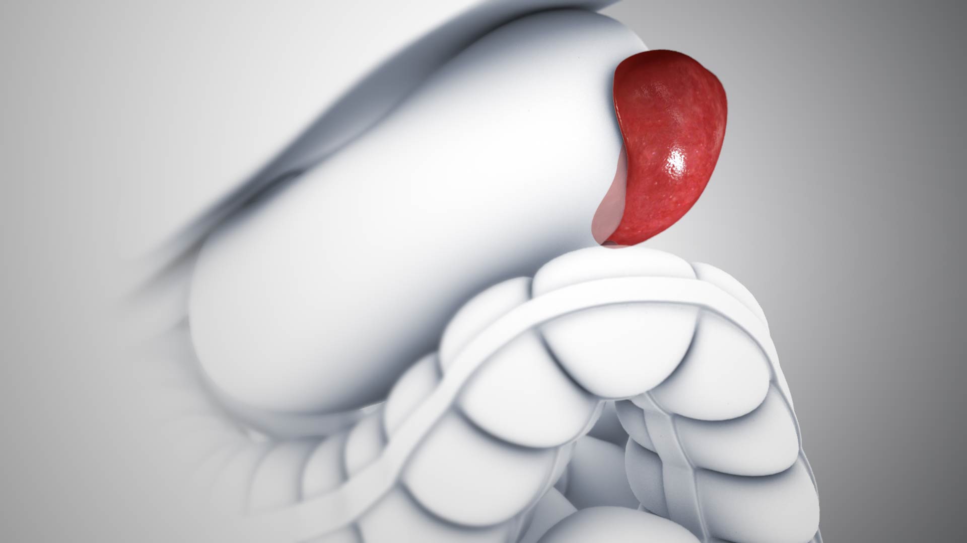 1920x1080 Spleen: Functions and related Conditions