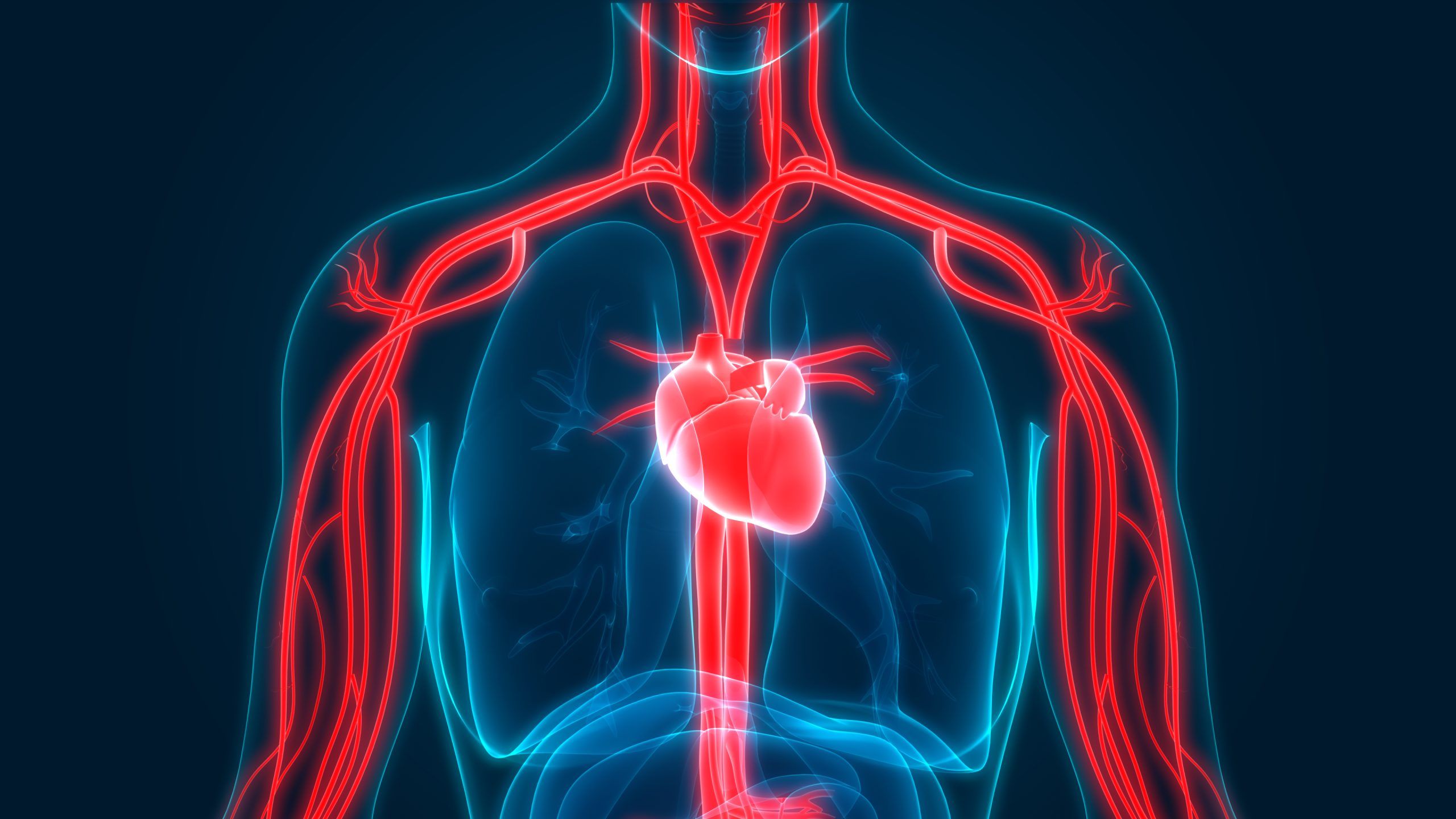 2560x1440 What Does the Spleen Do? (3 Functions) Service Navigator