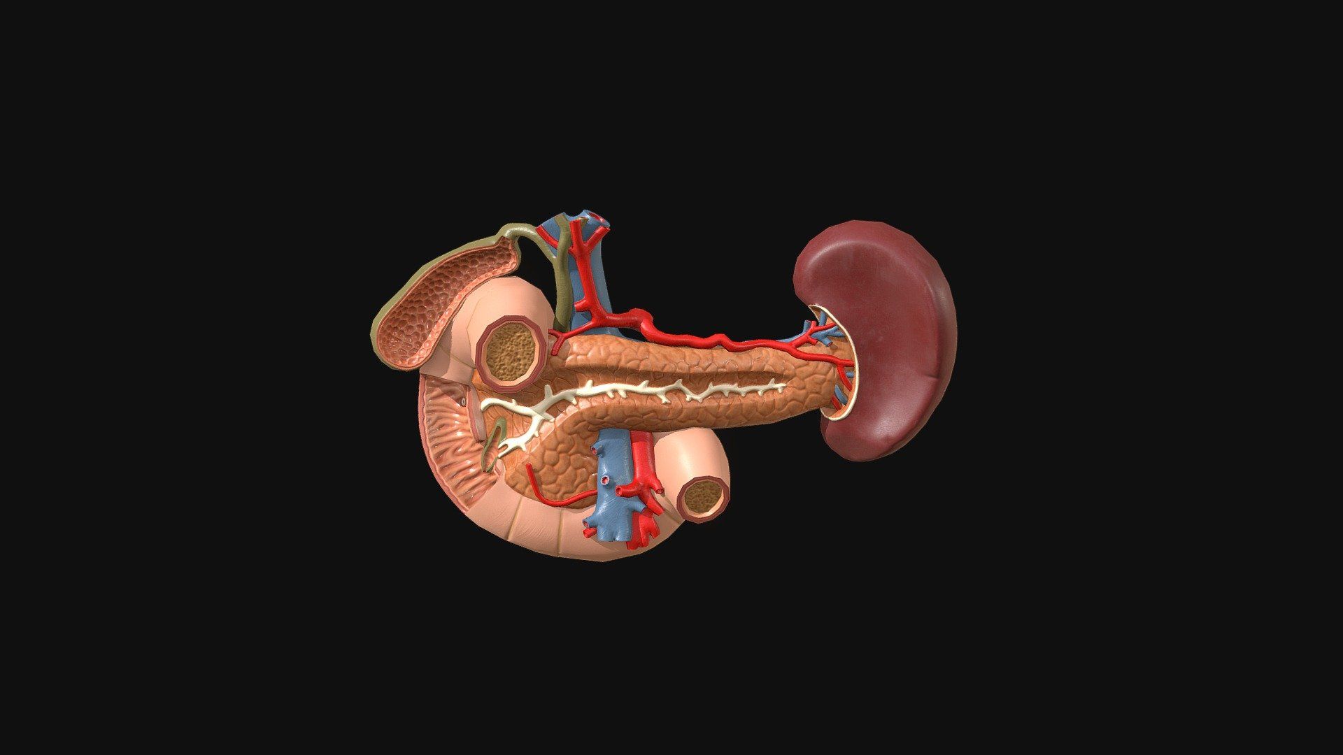 1920x1080 Pancreas & Spleen model by AnatomyPhysiologySCC [8e103ce]