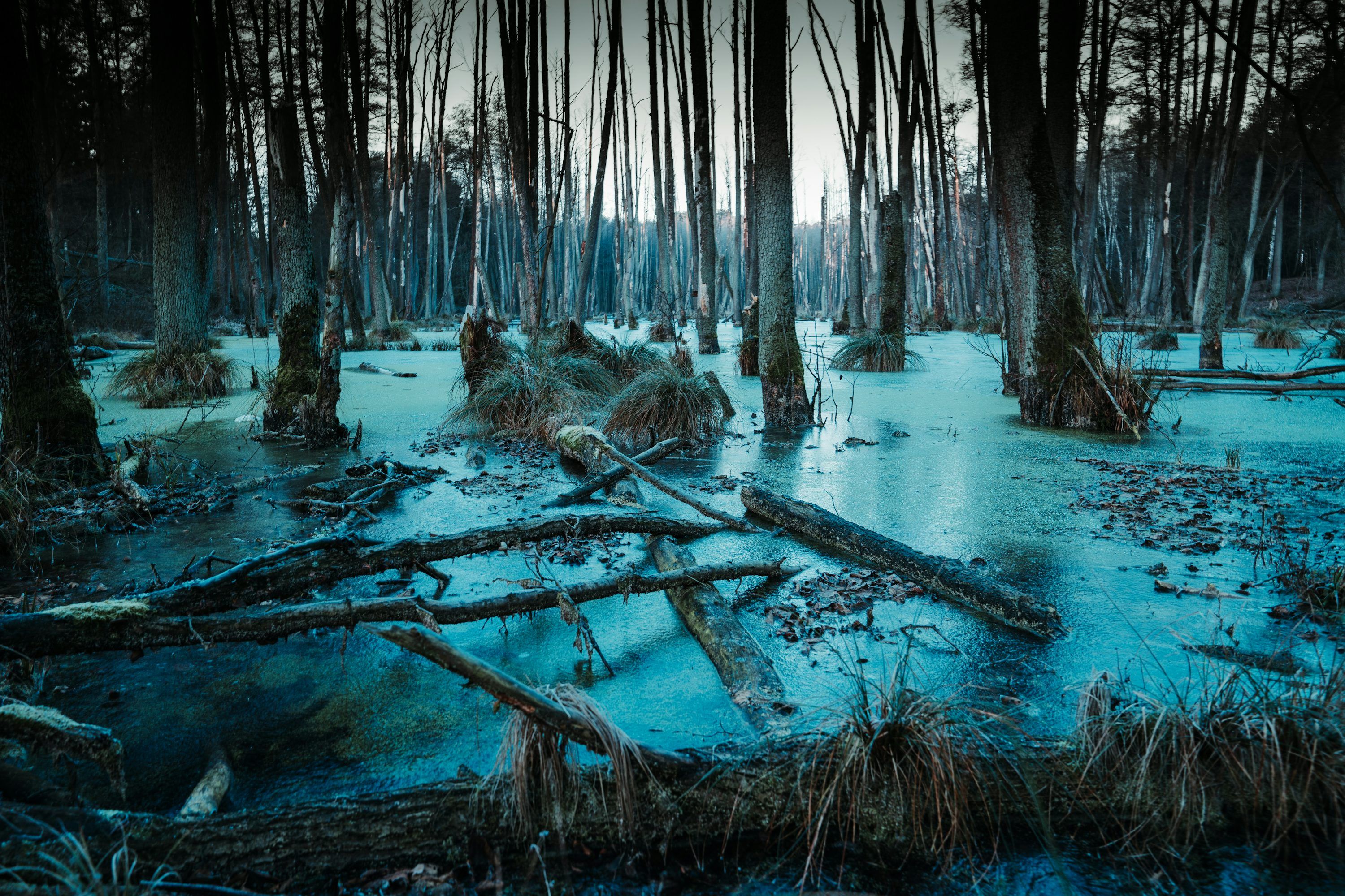 3000x2000 Dark Swamp Picture. Download Free Image