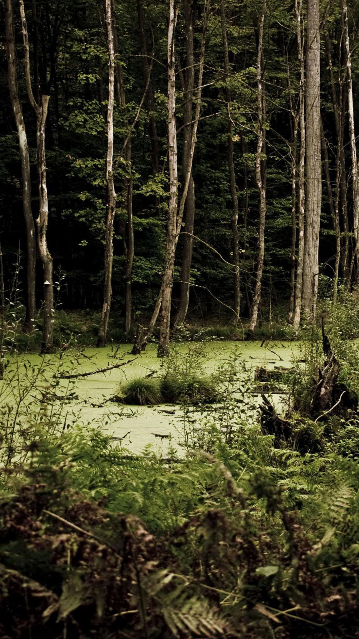 1242x2208 Swamp Dark Wallpaper for iPhone Pro Max, X, 6