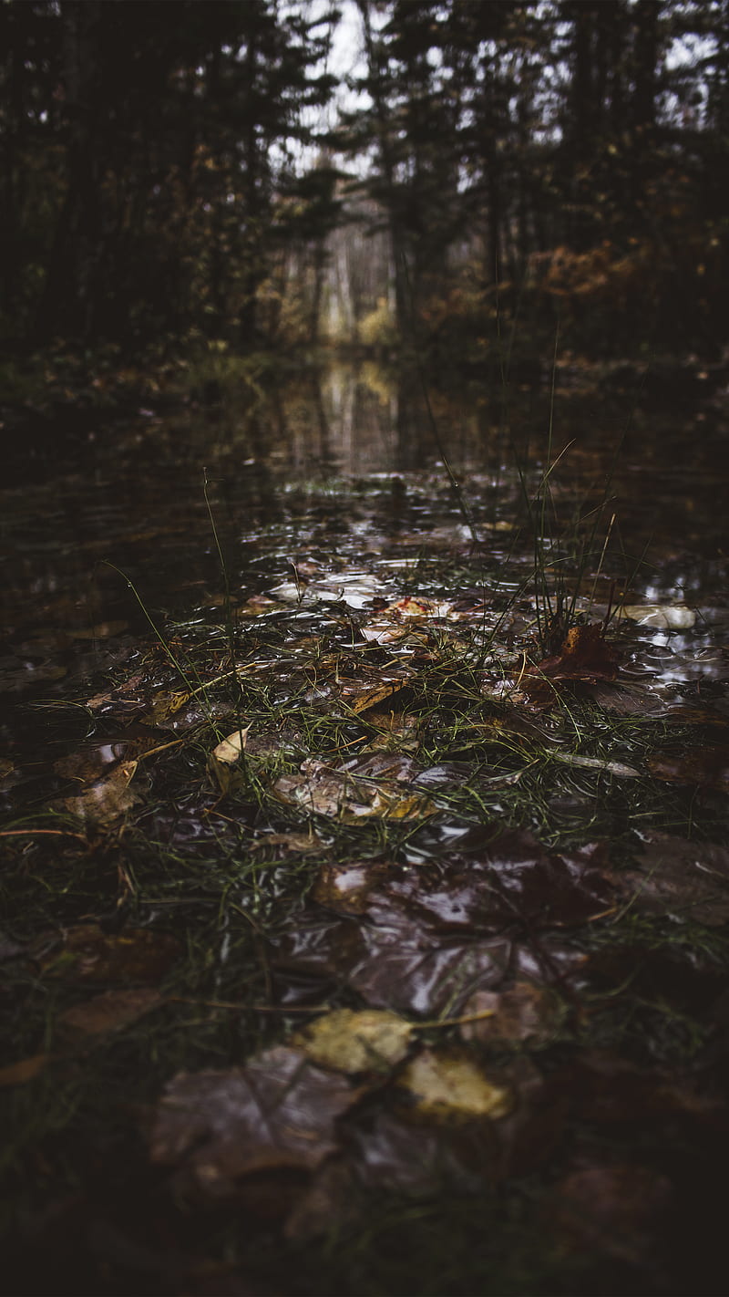 800x1422 Out of my swamp, scary, creepy, water, foret, tree, dark, woods, forest, eerie, HD phone wallpaper