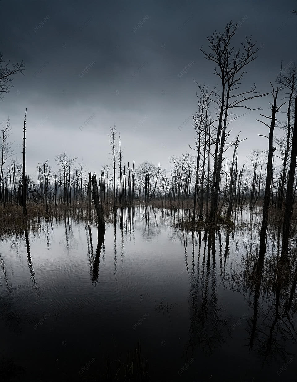 960x1234 Dark And Moody Swamp Scene Silhouetted Trees Reflect In Still Water Background Wallpaper Image For Free Download