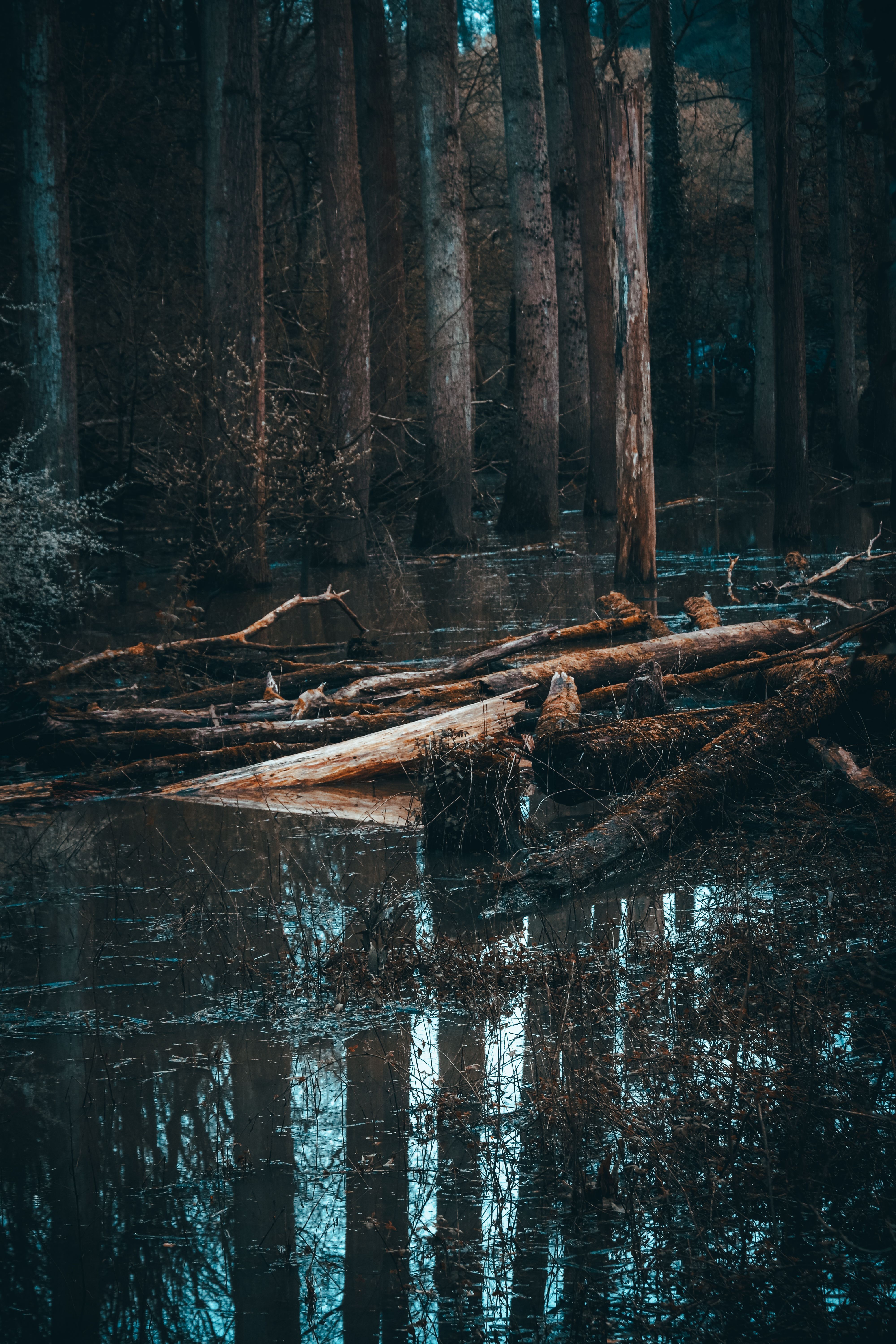 4000x6000 Swamp At Night Photo, Download The BEST Free Swamp At Night & HD Image