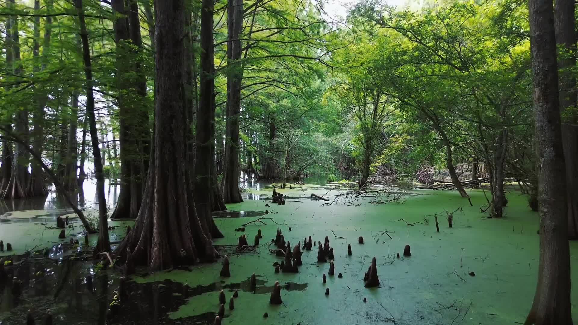 1920x1080 Dark Swamp Free Stock Video Footage, Royalty Free 4K & HD Video Clip