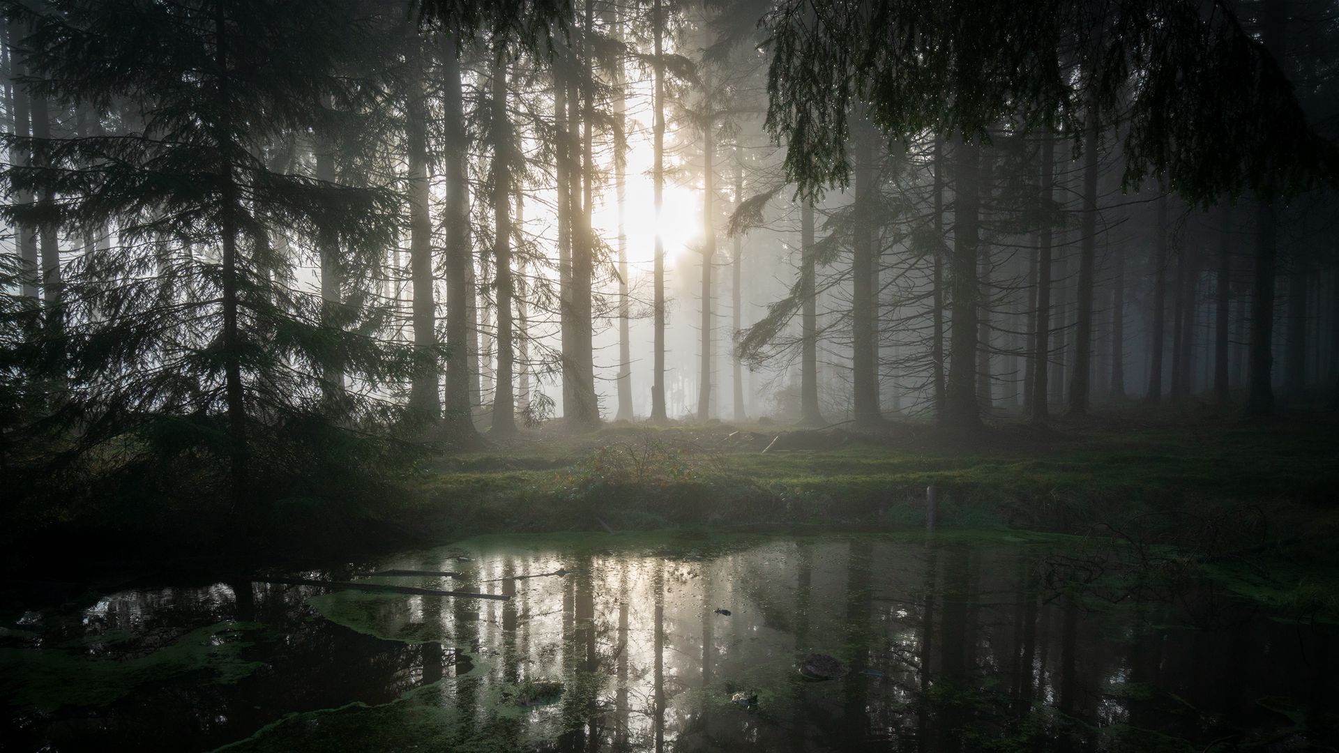 1920x1080 Download wallpaper 1920x1080 forest, swamp, fog, sunrise, nature full hd, hdtv, fhd, 1080p HD background