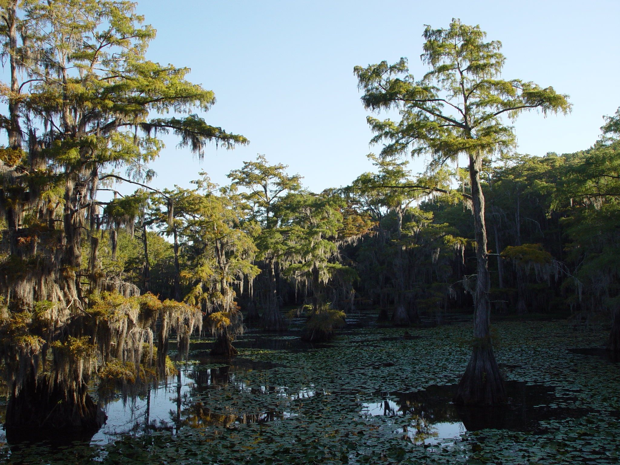 2048x1536 Dark swamp