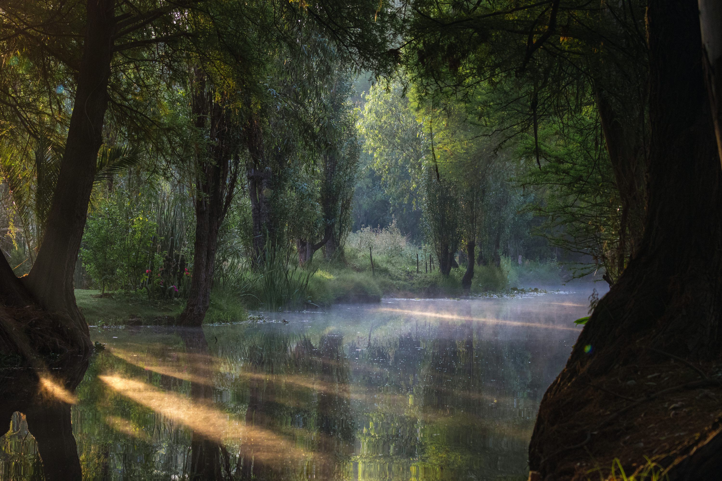 3000x2000 A painting of a swamp with trees in the background