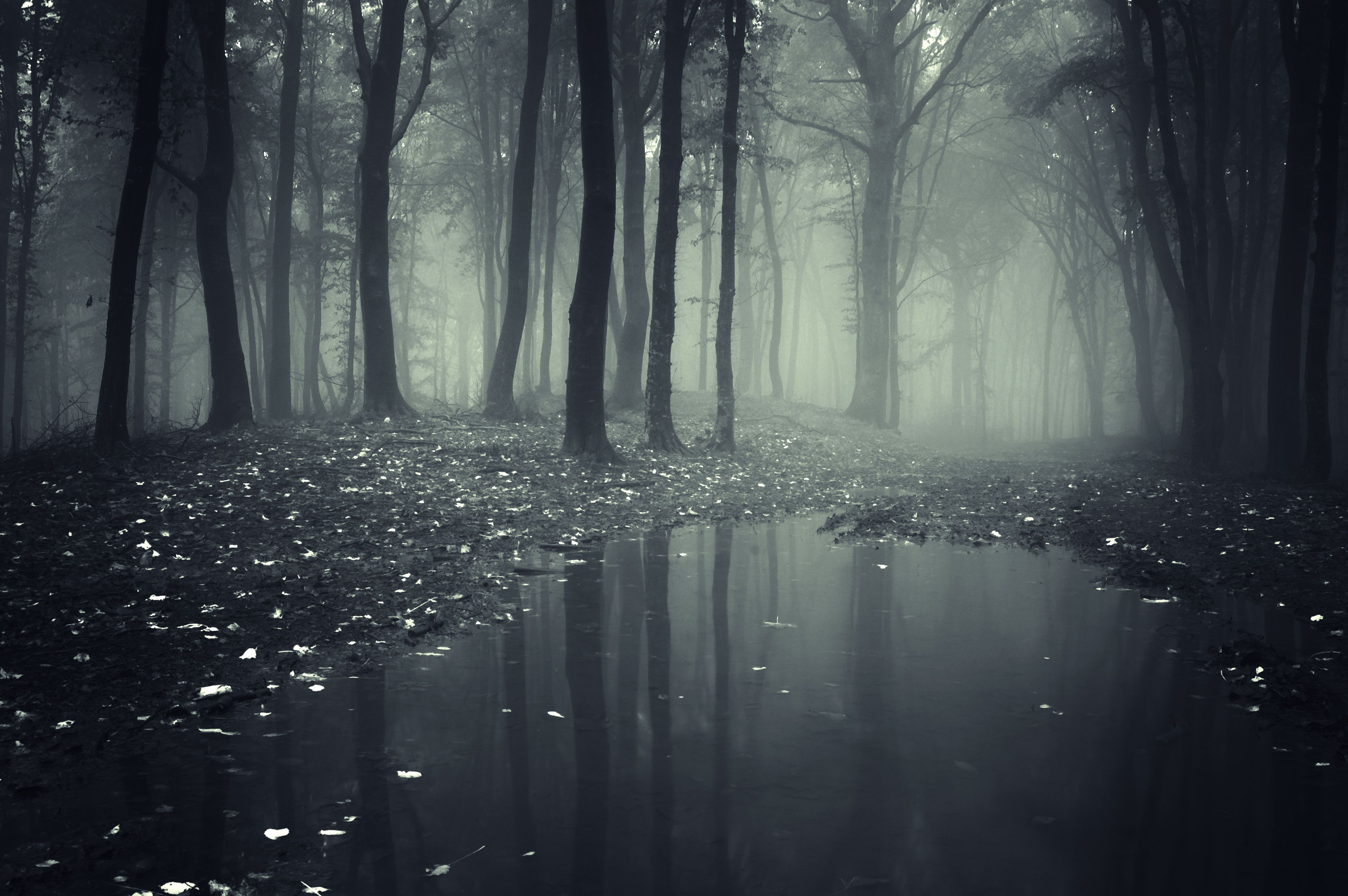 4500x2992 forests, Fog, Puddle, Nature Wallpaper HD / Desktop and Mobile Background