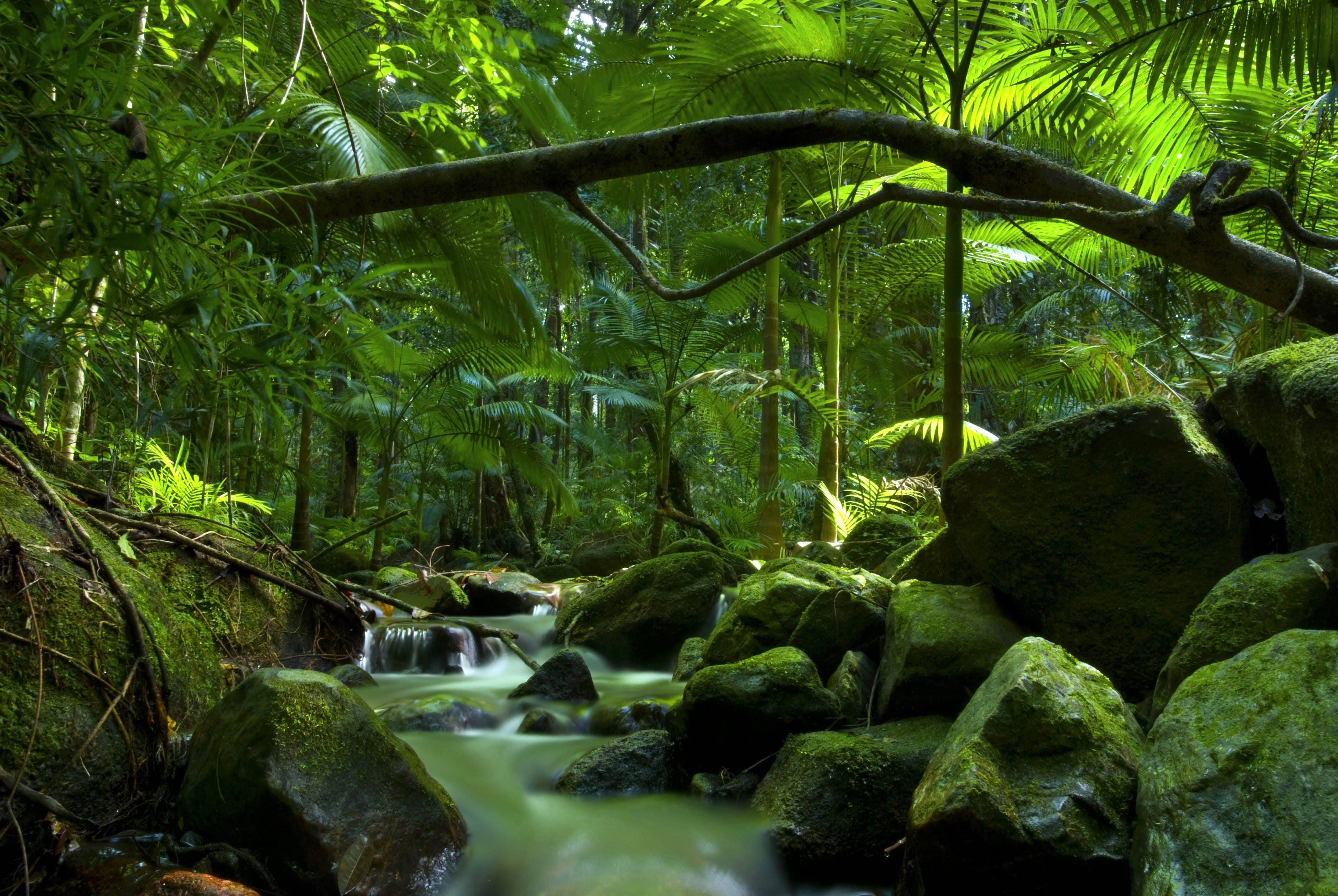 3872x2592 Download Daintree Rainforest Brook Wallpaper