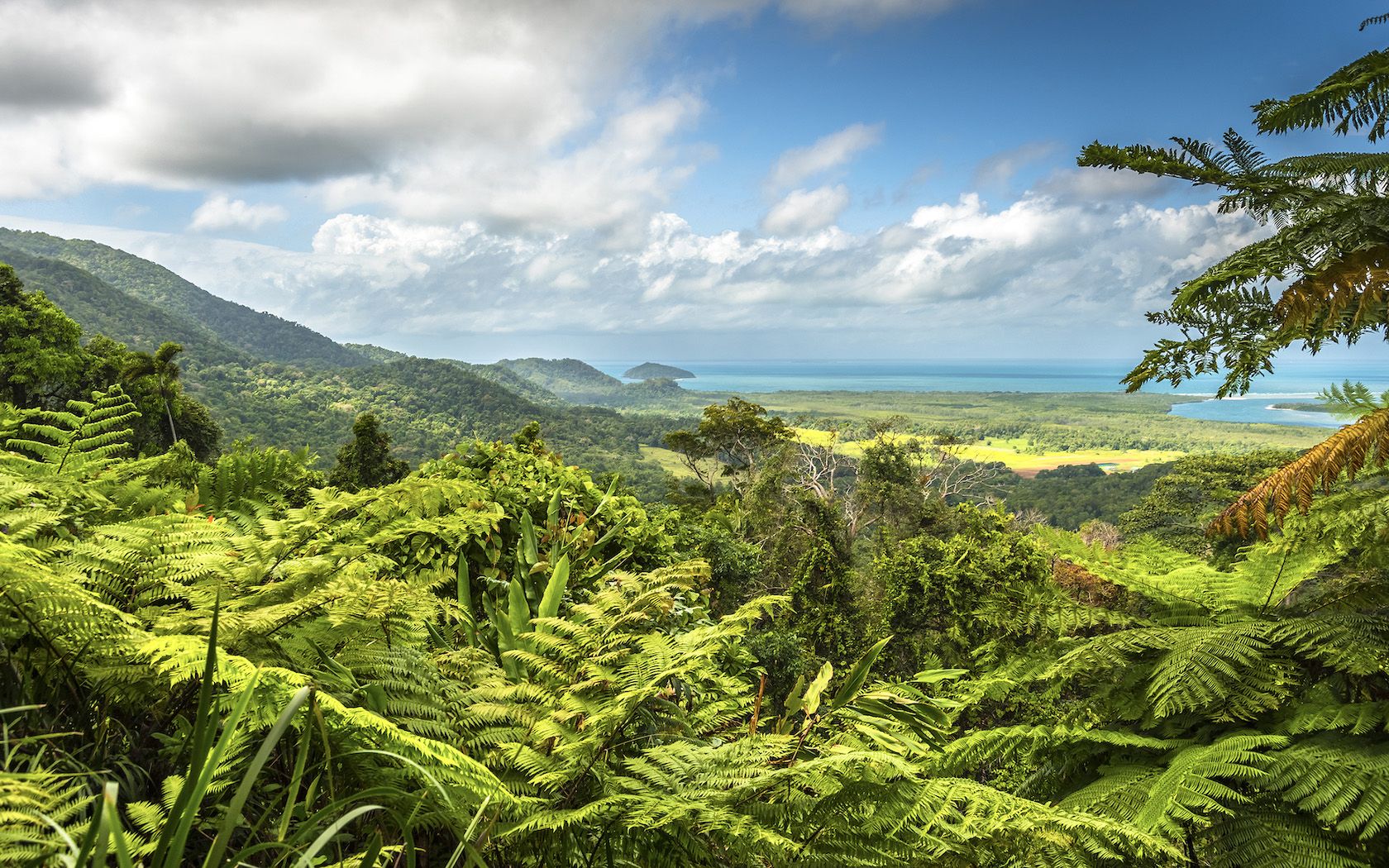 1680x1050 Daintree Rainforest: Dreamtime Tour Will Change How You See Rainforest