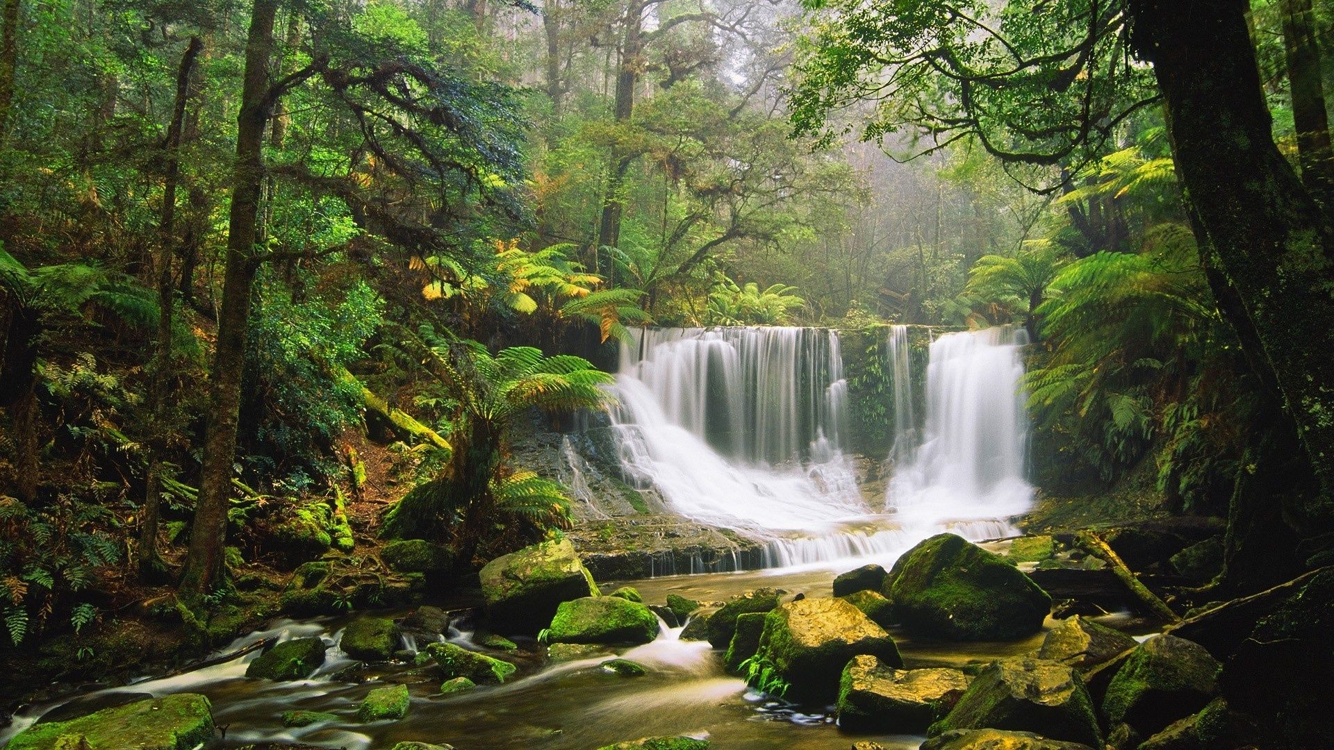 1920x1080 Daintree National Park Wallpaper