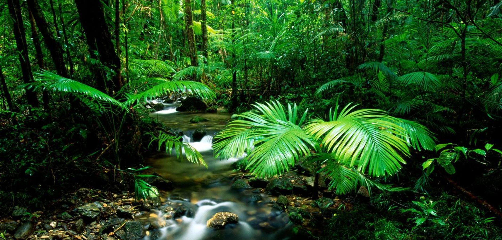 2131x1019 Daintree Rainforest Facts- The Worlds Oldest tropical Rainforest