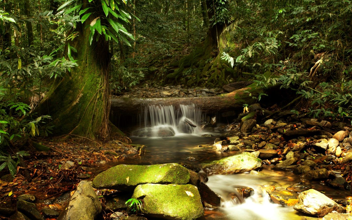 1432x895 Daintree Rainforest Facts- The Worlds Oldest tropical Rainforest