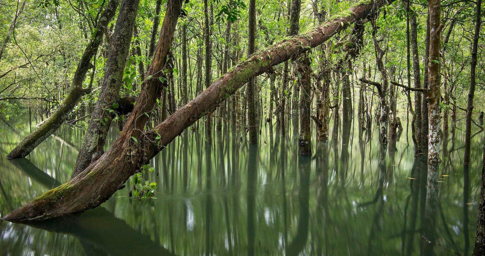 1600x844 Why is the Daintree Rainforest important?