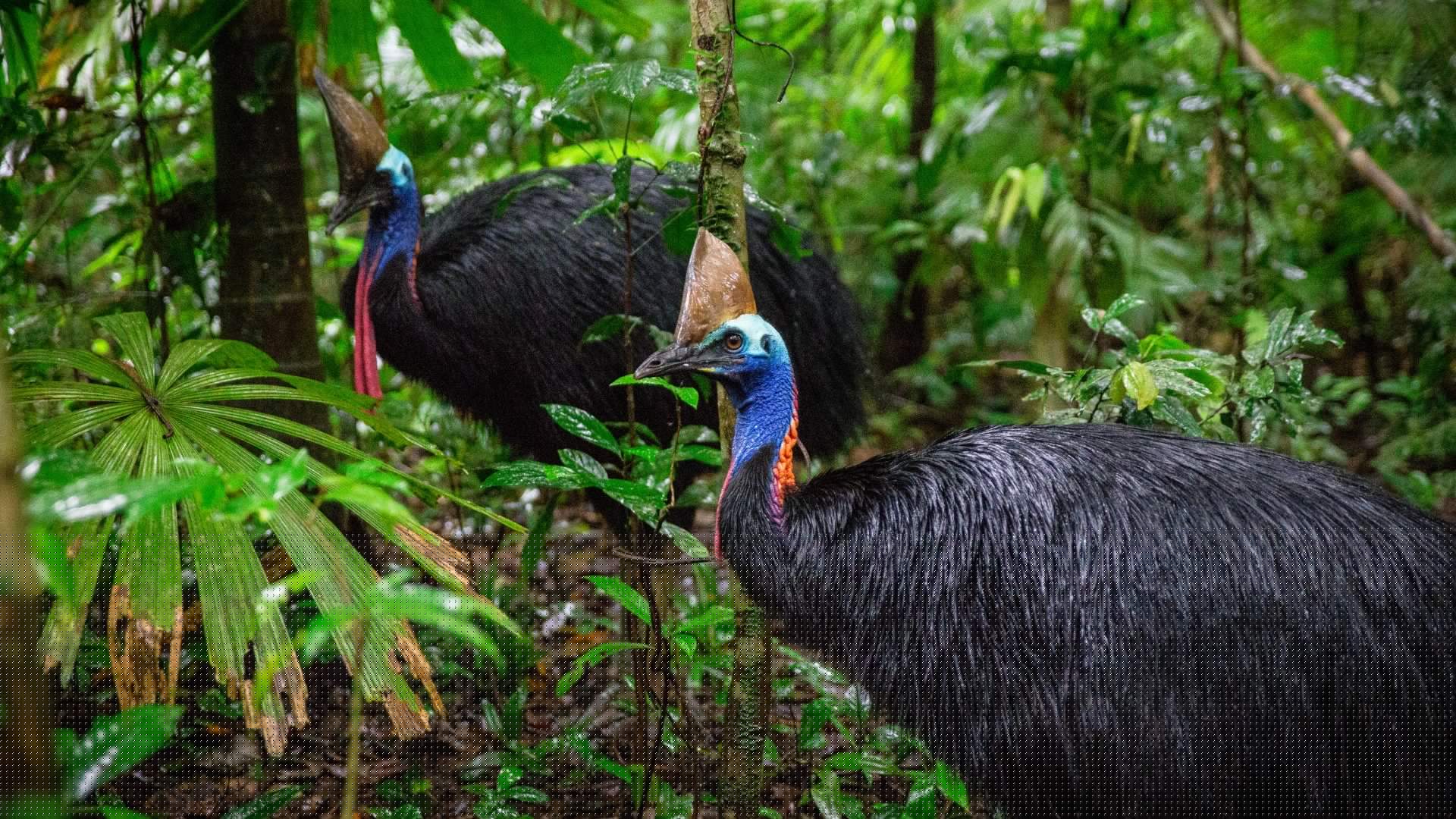 1920x1080 Rainforest Rescue: Guardians of the ancient Daintree Rainforest