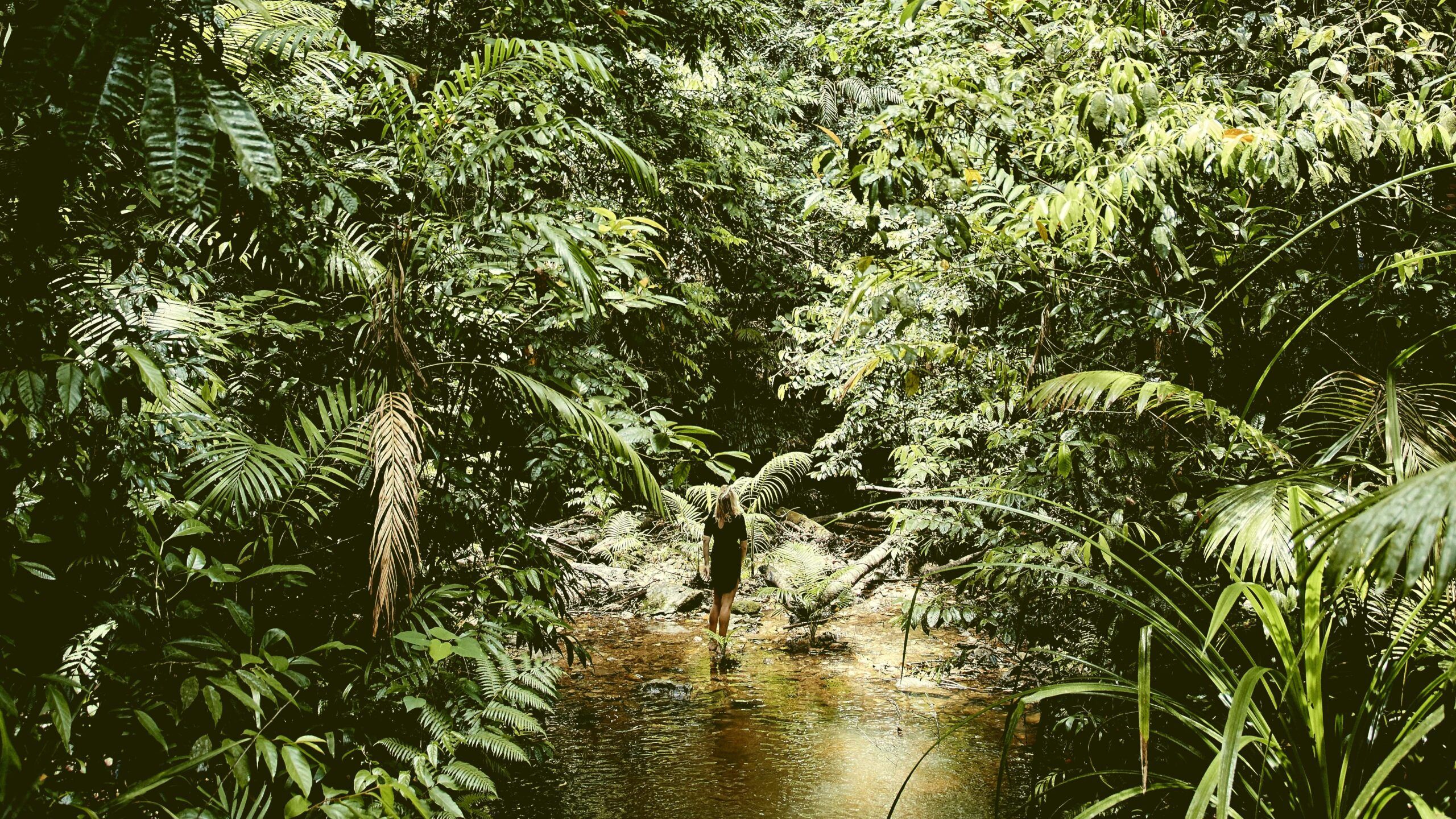 2560x1440 Guided Walks & Tours in the Daintree Rainforest, QLD